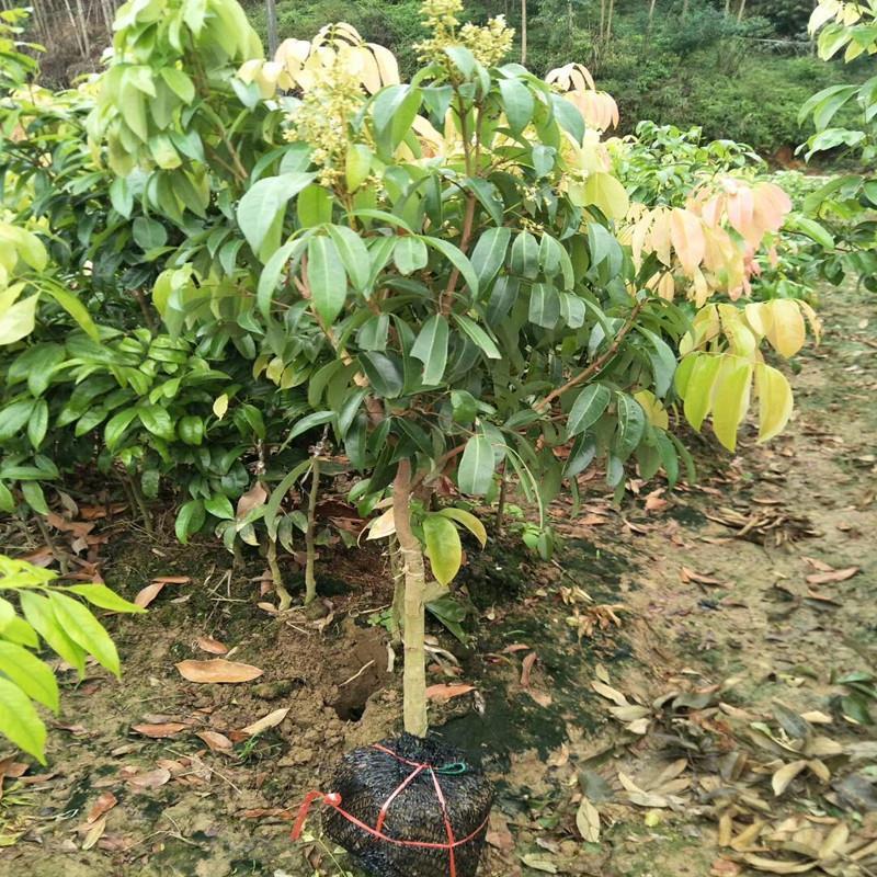 冰荔苗 荔枝树苗正宗增城挂绿荔枝荔枝树苗冰荔枝苗广西灵山发货新品