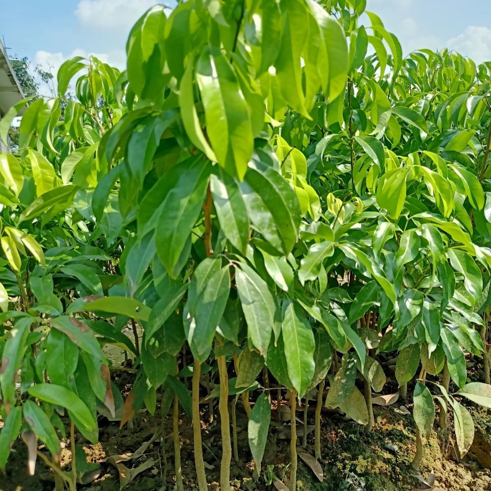 冰荔苗 荔枝树苗正宗增城挂绿荔枝荔枝树苗冰荔枝苗广西灵山发货新品