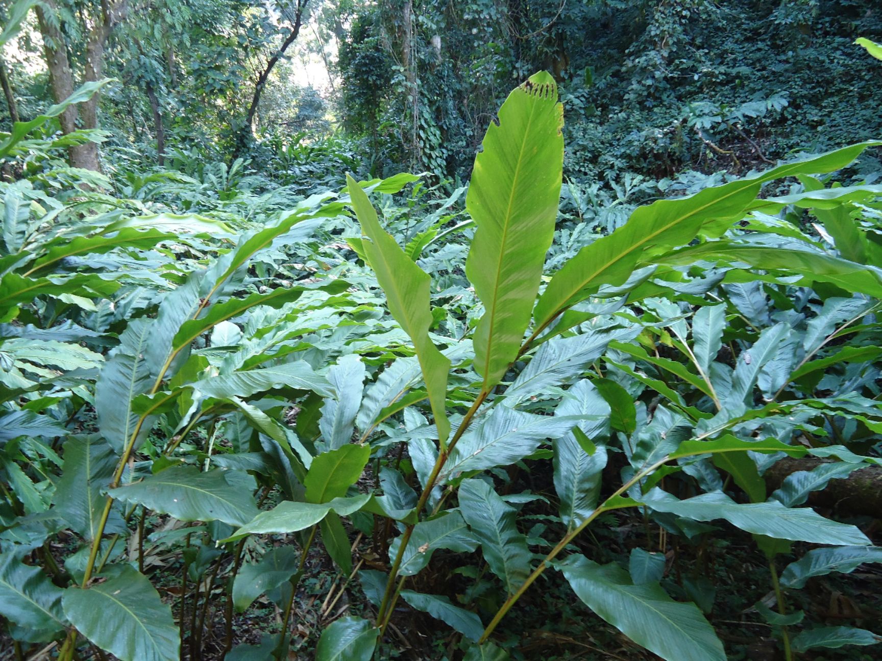 草果干草果