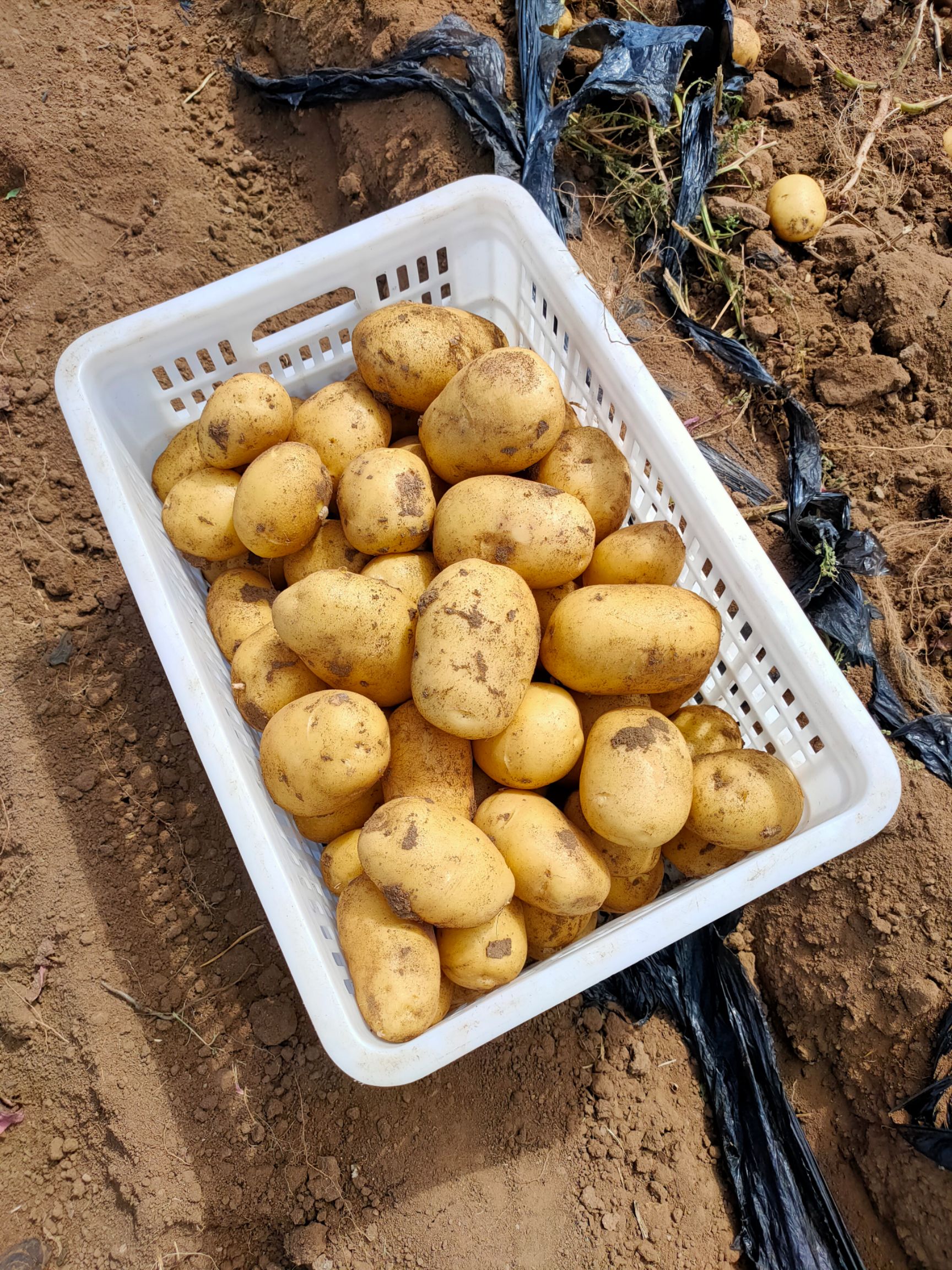 河北张北县河北承德围场县黄皮黄心土豆 希森 荷兰 v7 冀张薯 雪川红