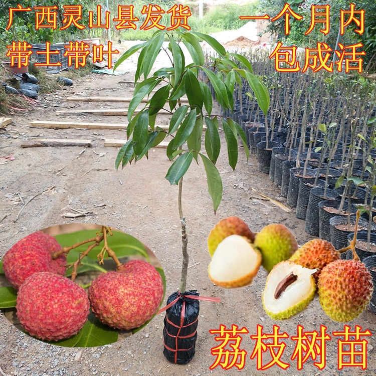 妃子笑荔枝苗 荔枝苗水果树苗南方种植庭院嫁接绿化阳台四季