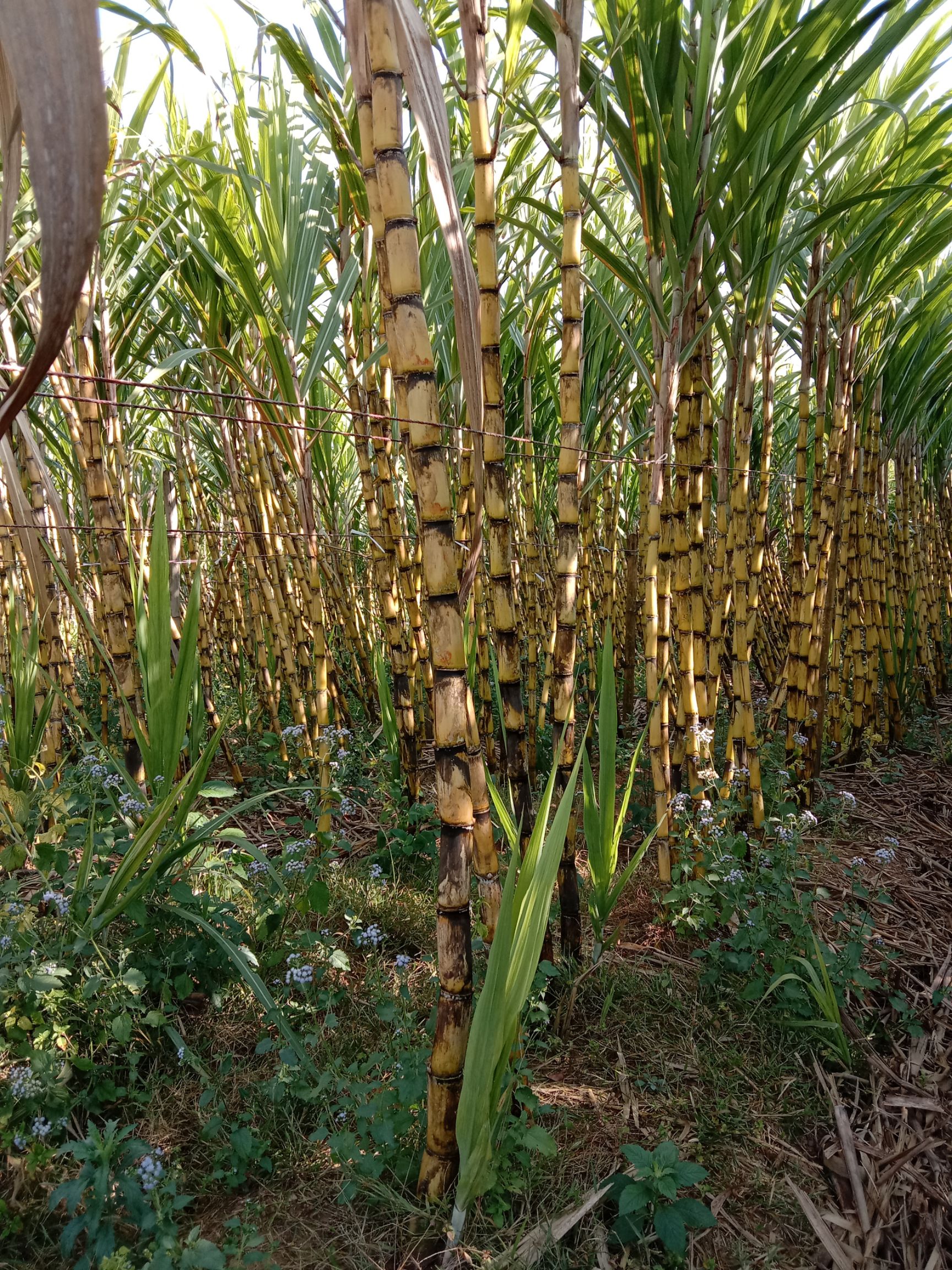 黄金甘蔗,黑皮甘蔗甜又粗