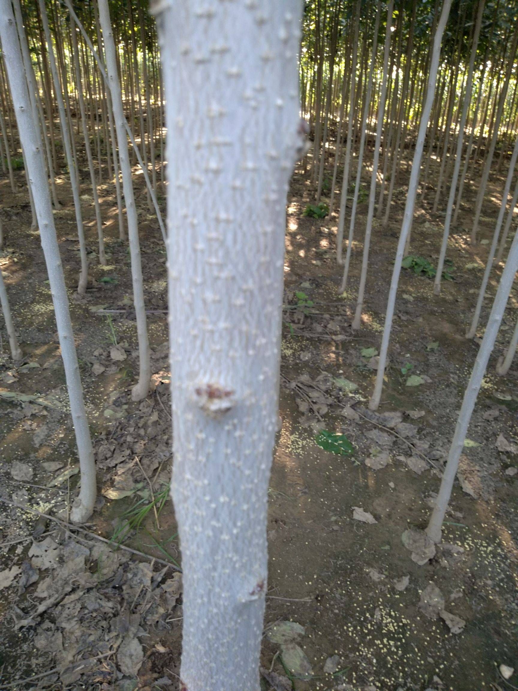 杜仲树 自家种植,米径2公分至4公分
