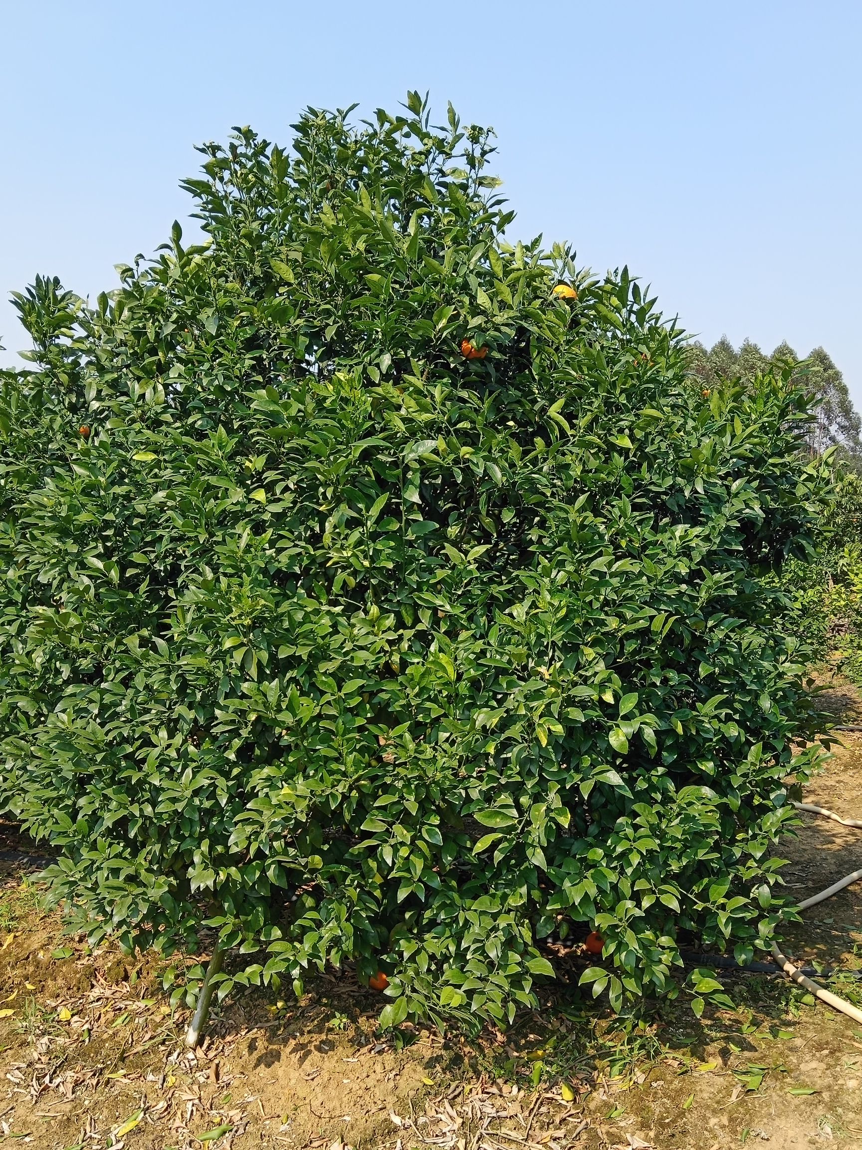 沃柑苗 5年桔子树,枝条密集,量大,价格便宜