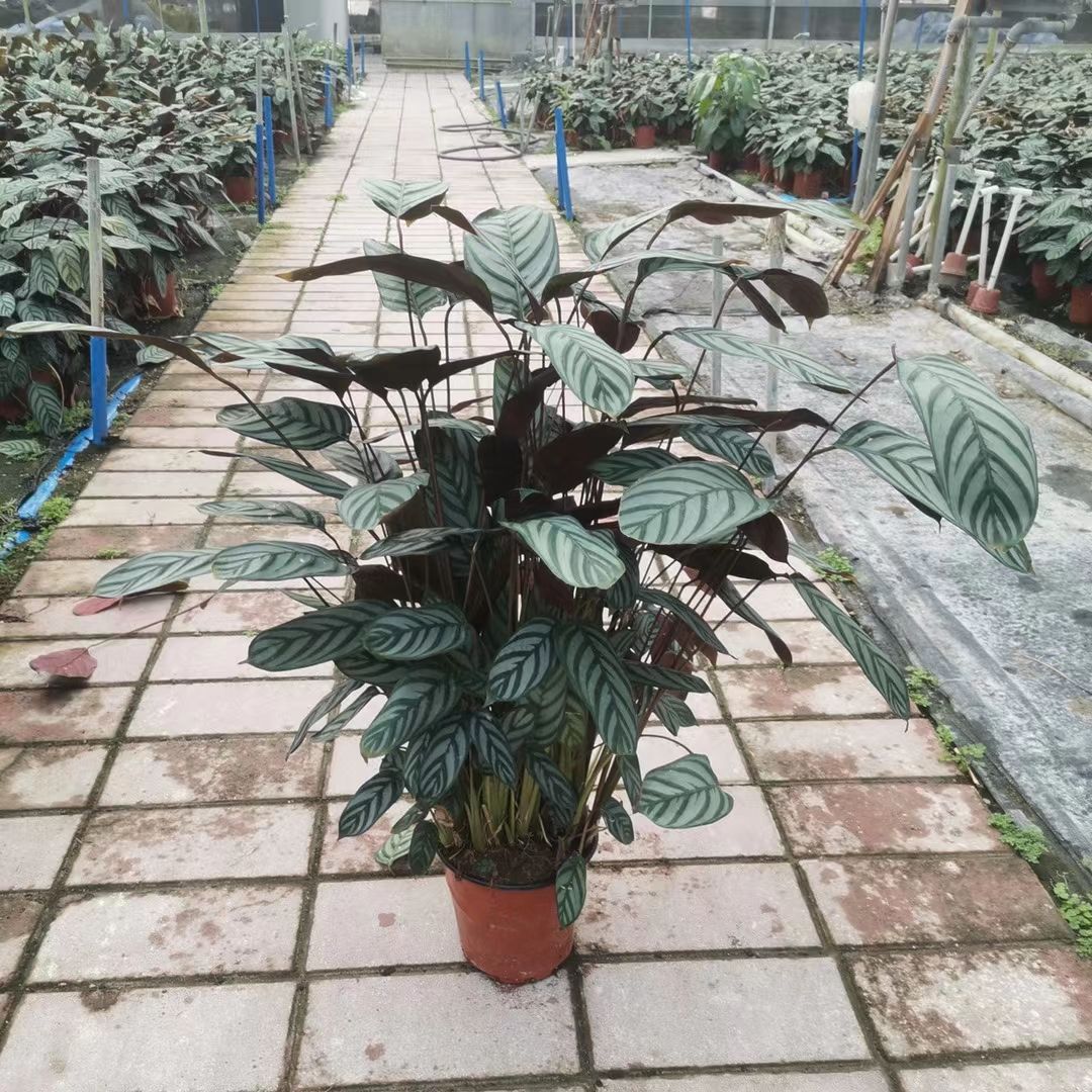 新飞羽竹芋盆栽 品质好