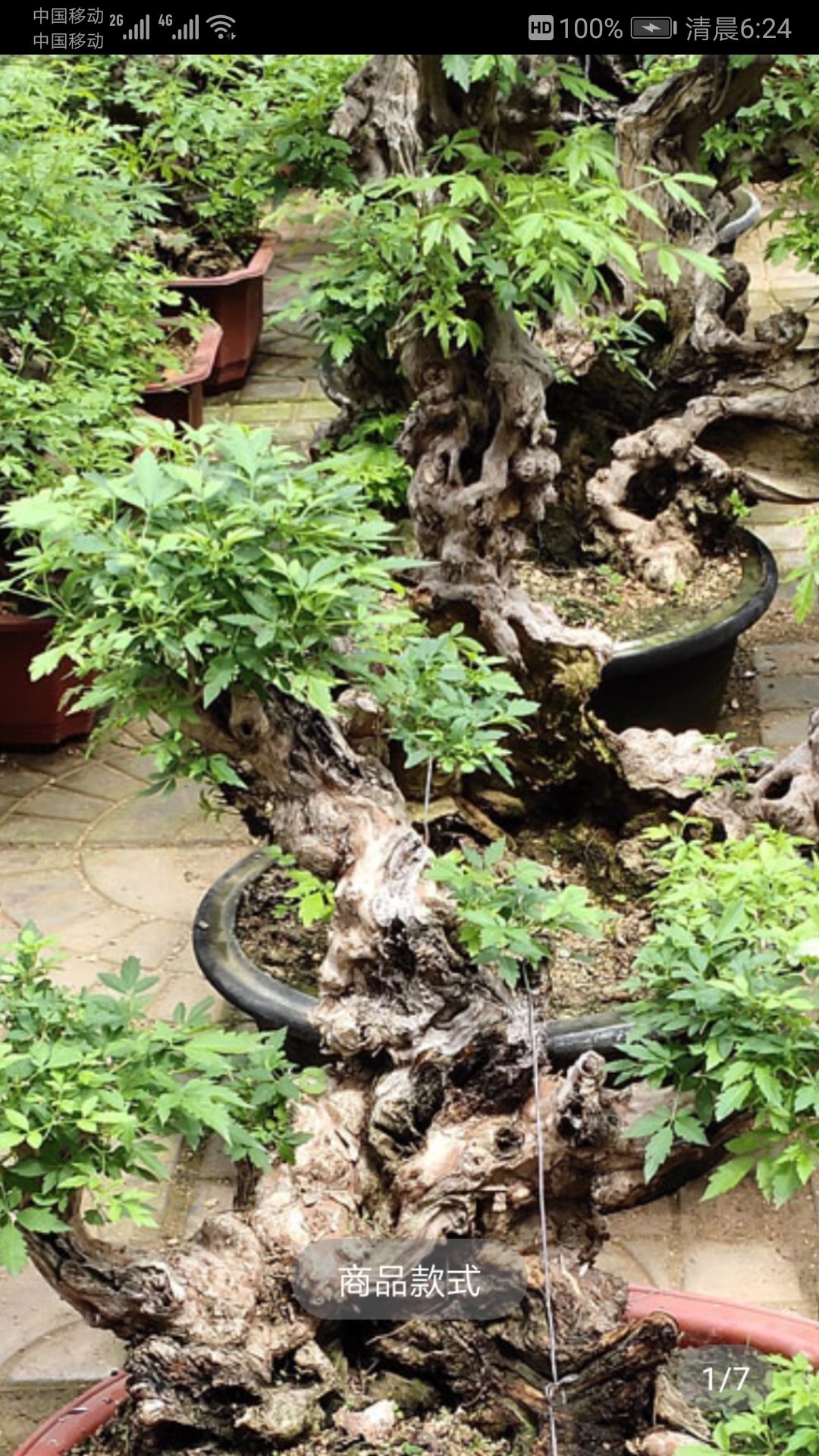 黄荆下山桩
