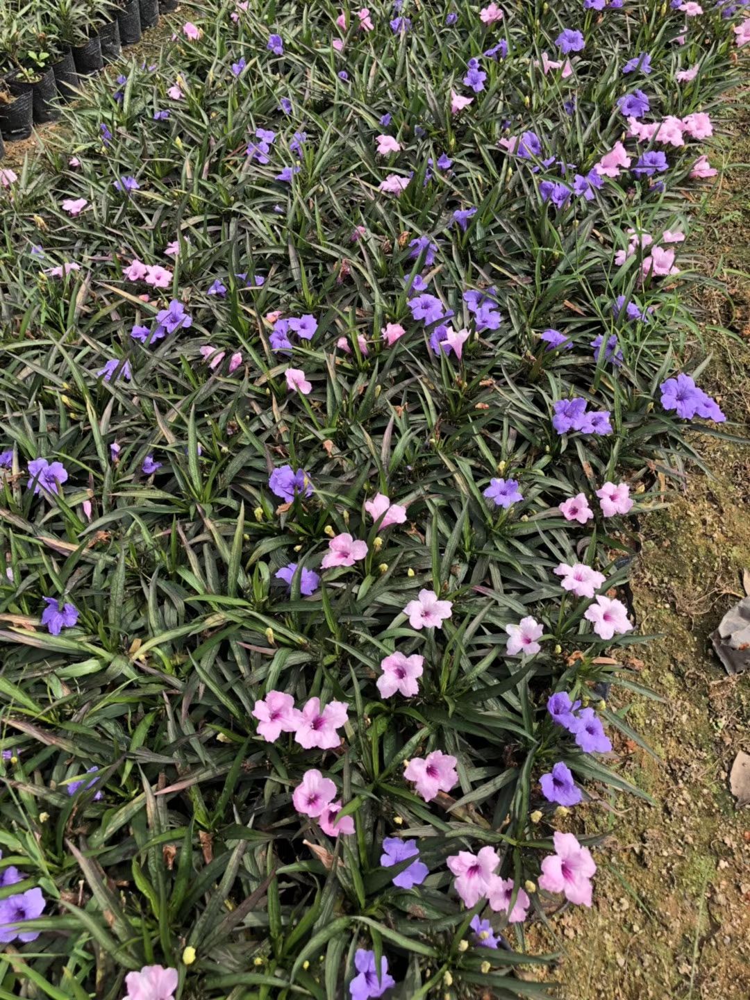 翠芦莉盆栽 矮生芦莉(双色)