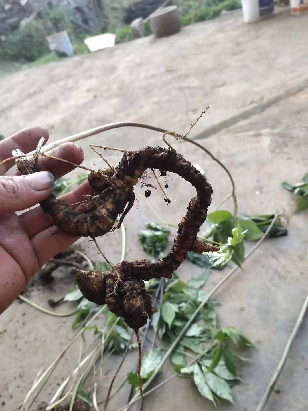 三七 云南昭通大关山七大小苗.竹根七,大量出销.货好个大,有五十年