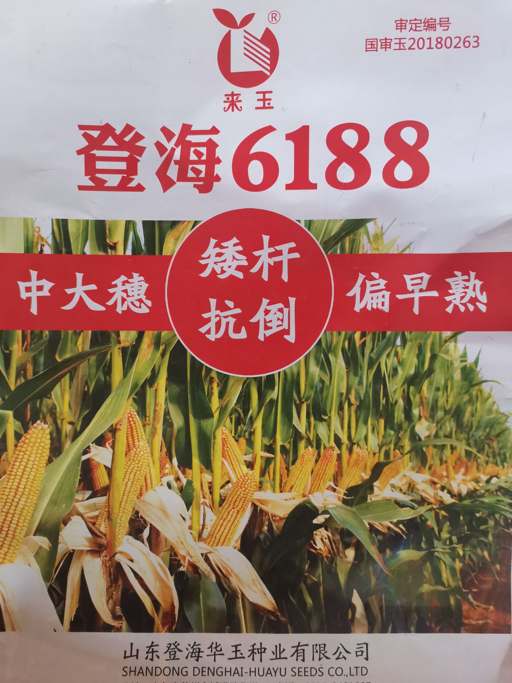 [玉米种子批发]玉米种子 登海6188是登海605和登海618的完美结合!