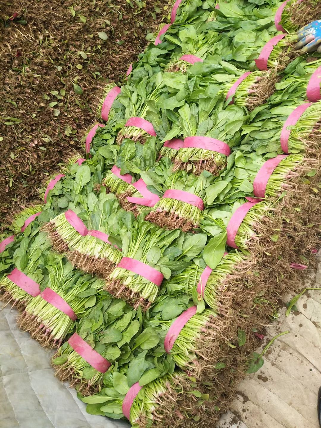 小叶菠菜,高杆菠菜
