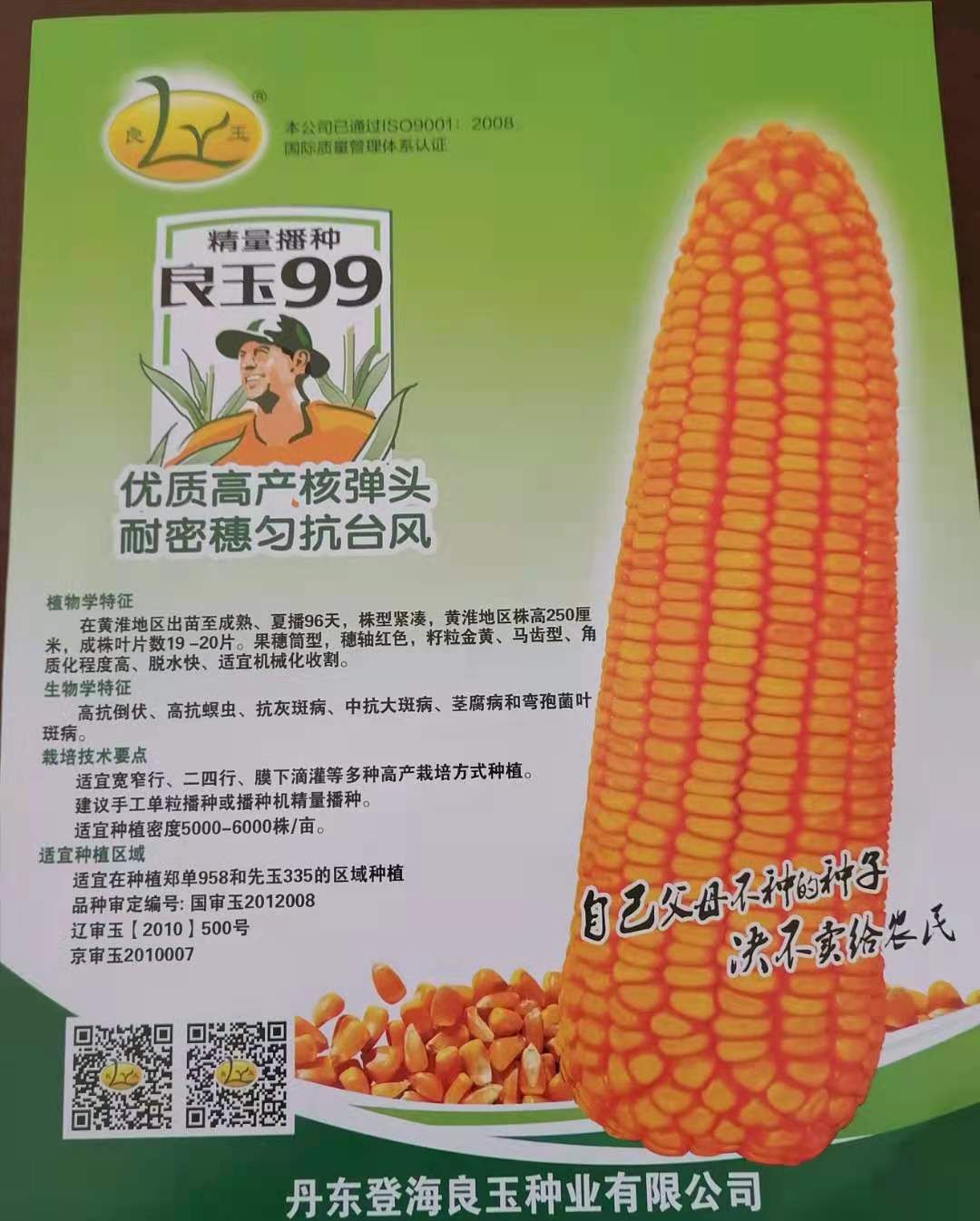 国审高产良玉99玉米种子 耐密穗匀抗台风 厂家正品
