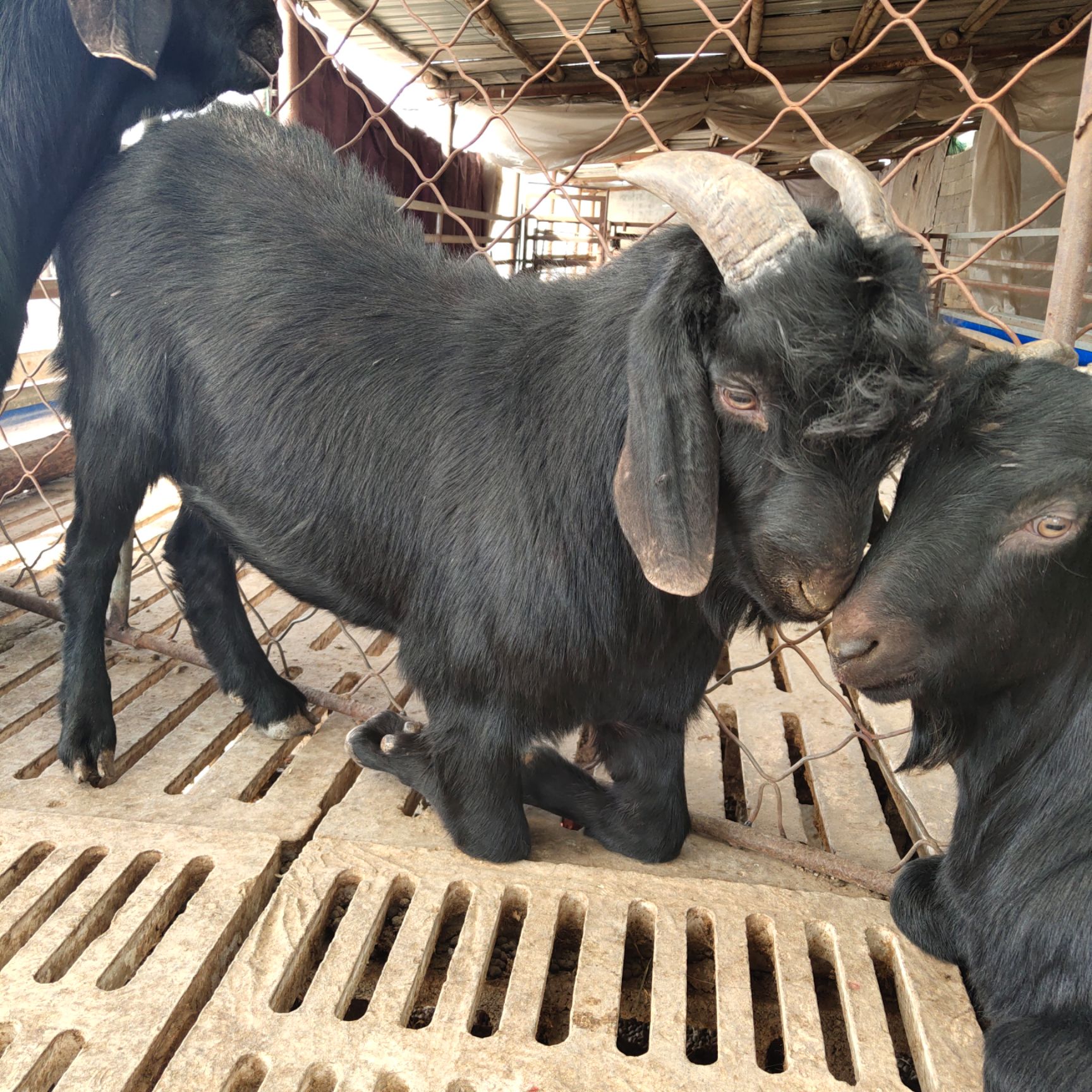 常年出售黑山羊,提供优质种公羊,种母羊,育肥羊,肉羊,货源充足.