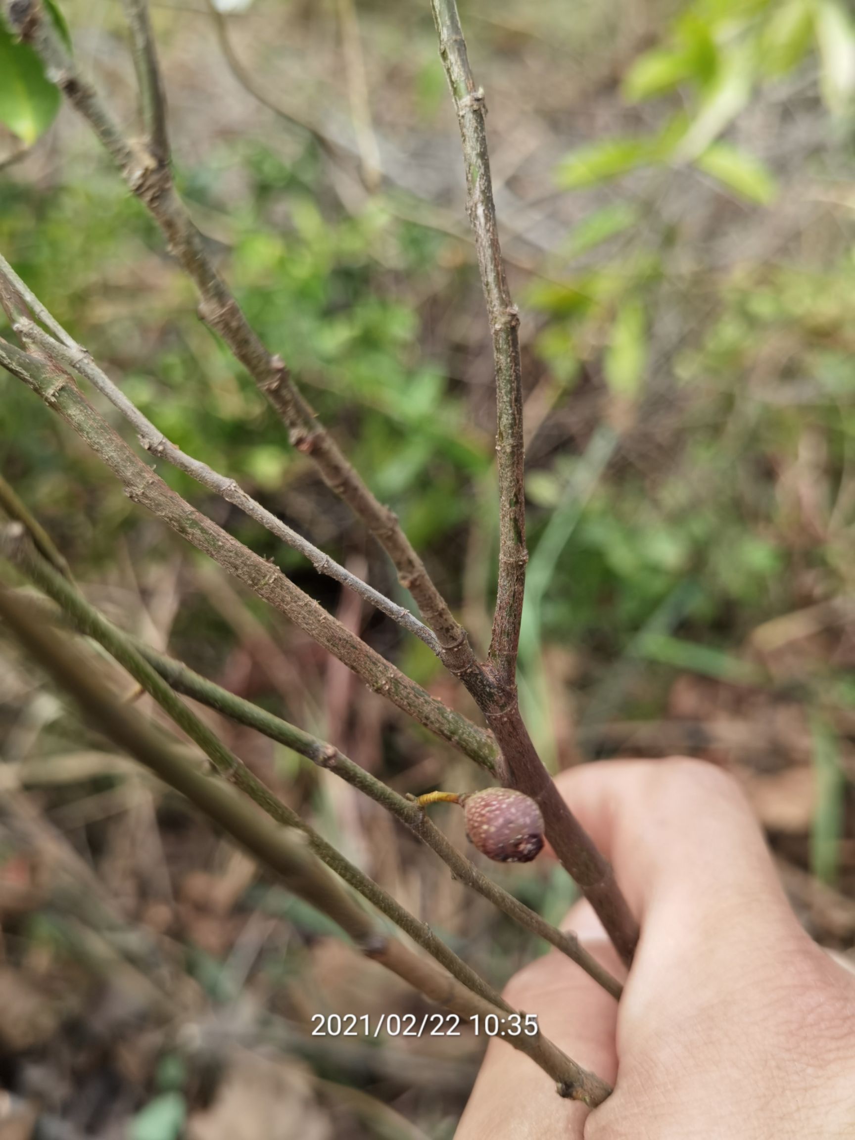 小叶白花牛奶树根,牛奶树根