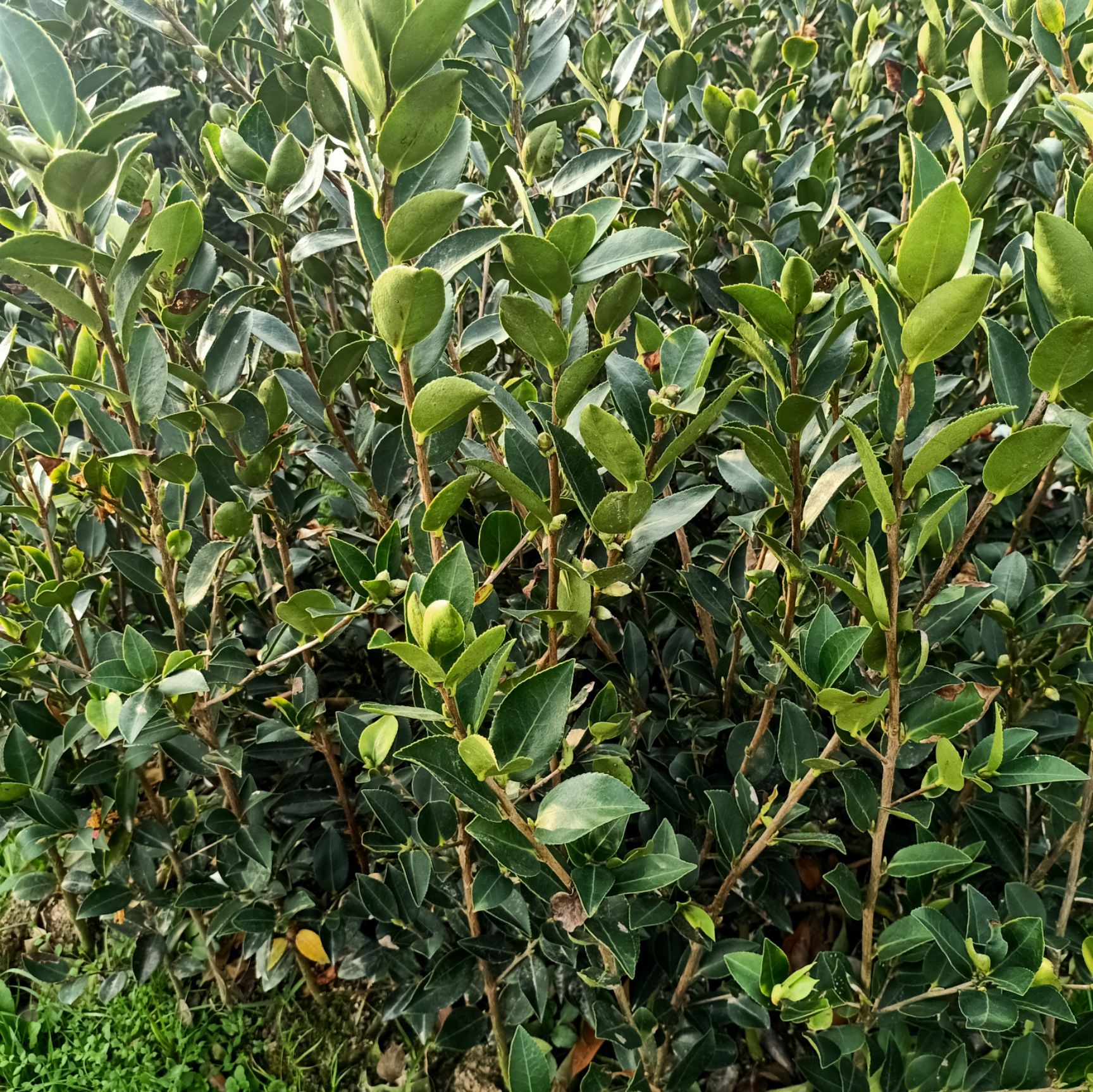 [湘林210茶树苗批发]湘林210茶树苗 三年嫁接高产油茶苗,湘林210【大
