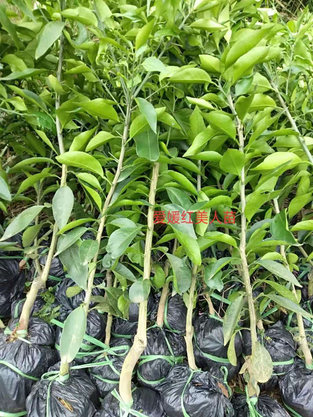爱媛38号柑桔苗 柑橘苗(皮薄个头大含糖量高)