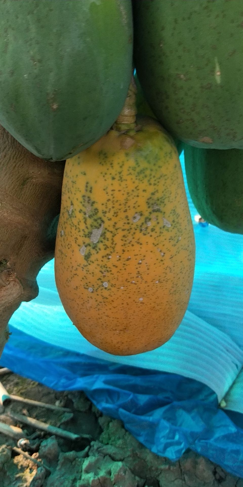 大白木瓜 广东省广州市南沙区 特级果