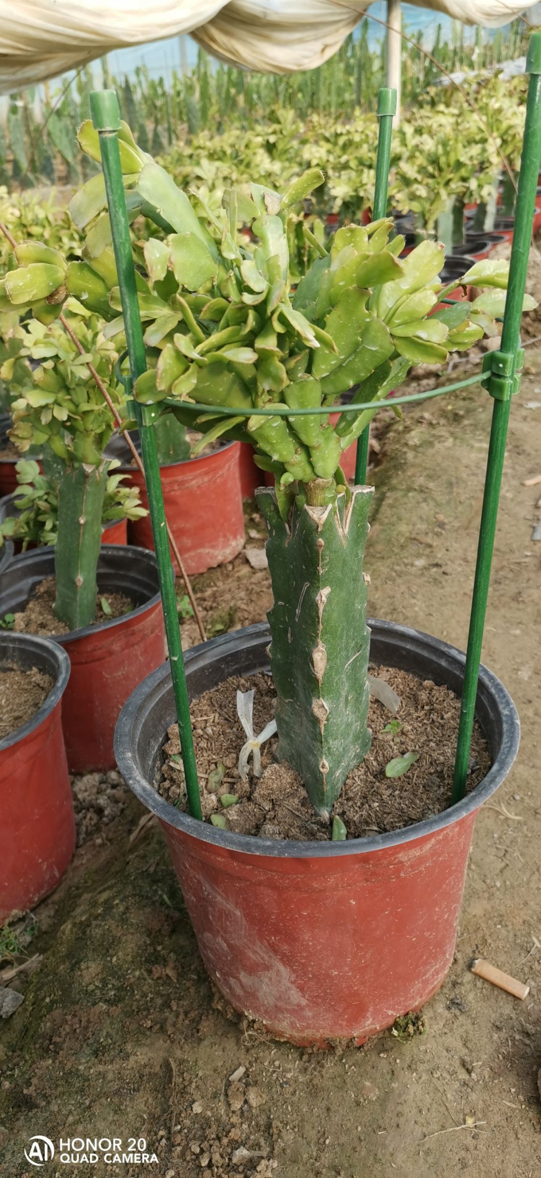 [蟹爪兰批发]火龙果茎嫁接蟹爪兰价格30元/棵 - 惠农网