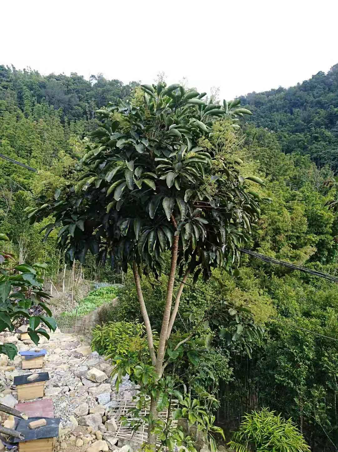 鸭脚木蜜 茂名特产,深山鸭脚木冬蜜,远离城市,深山养殖自然放养