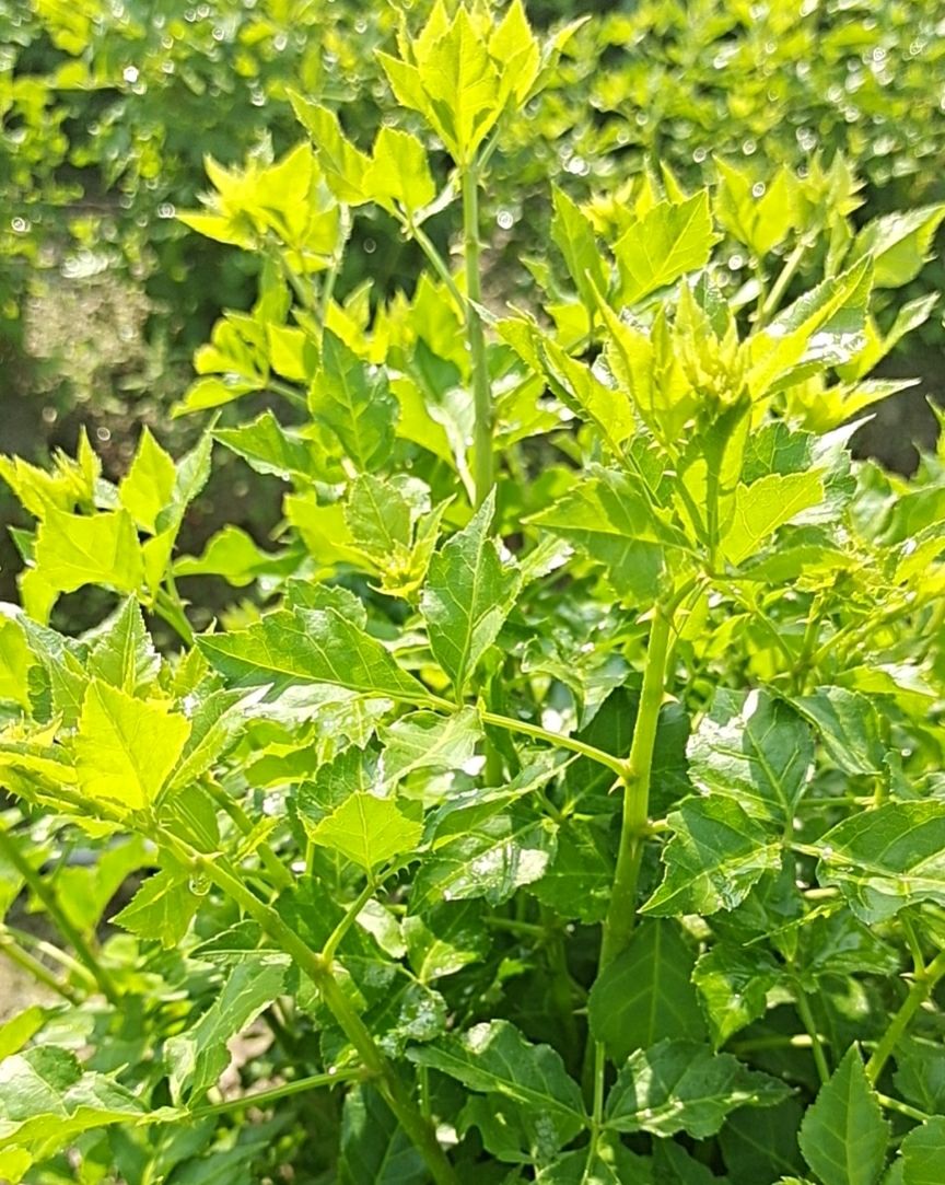 山菜 新鲜簕菜鲜嫩勒菜 苦刺菜 苦刺菜农家四季菜基地直供餐厅特色