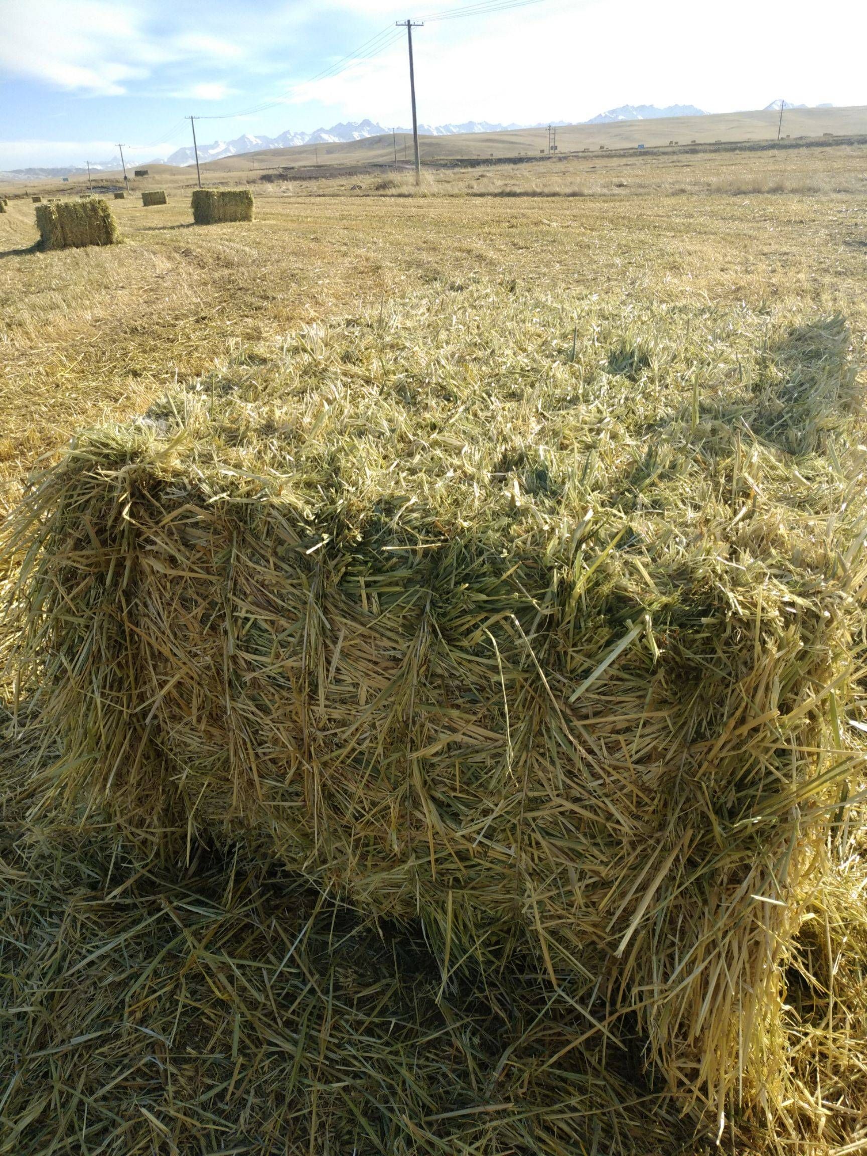 燕麦青贮草 大量牧草燕麦草供应 现货