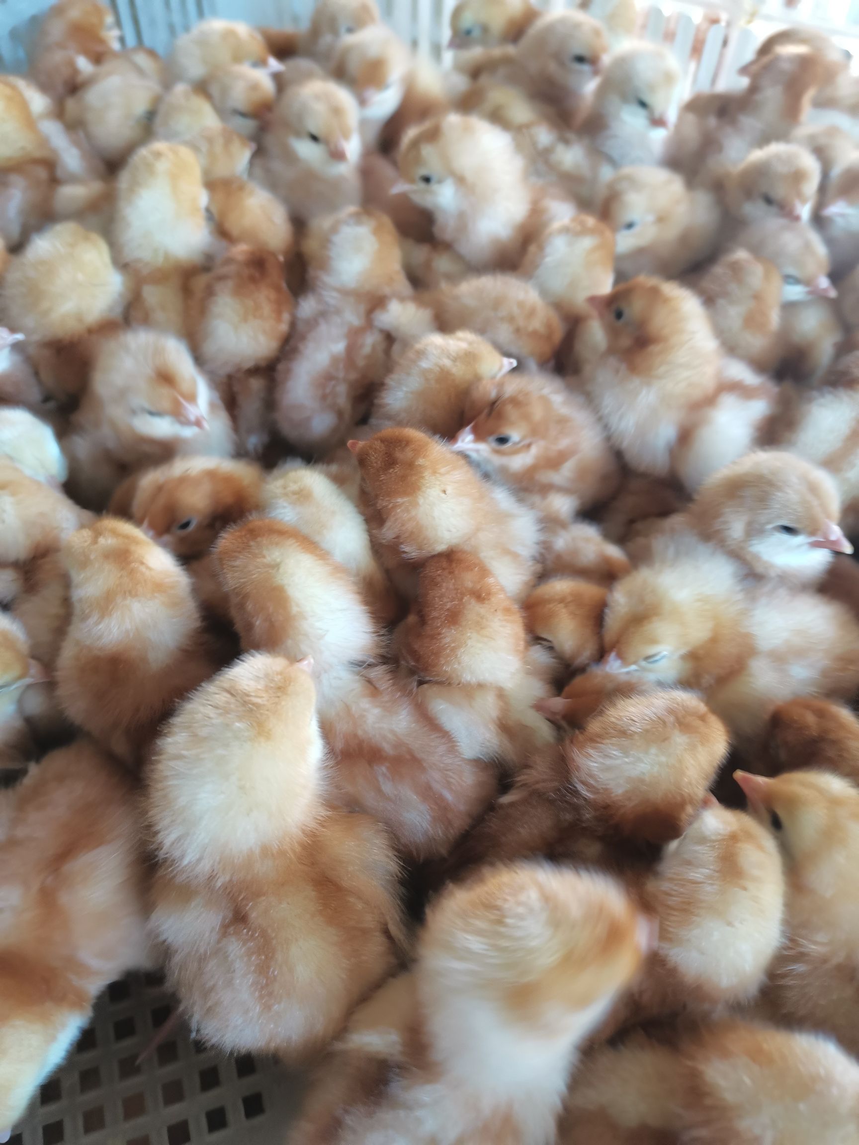 孵化场直销海兰褐蛋鸡苗,质量保证产蛋率高
