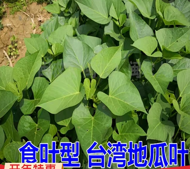 红薯种 食叶型台湾地瓜叶种苗,非常好吃,分叉多,繁殖快!又叫菜薯苗