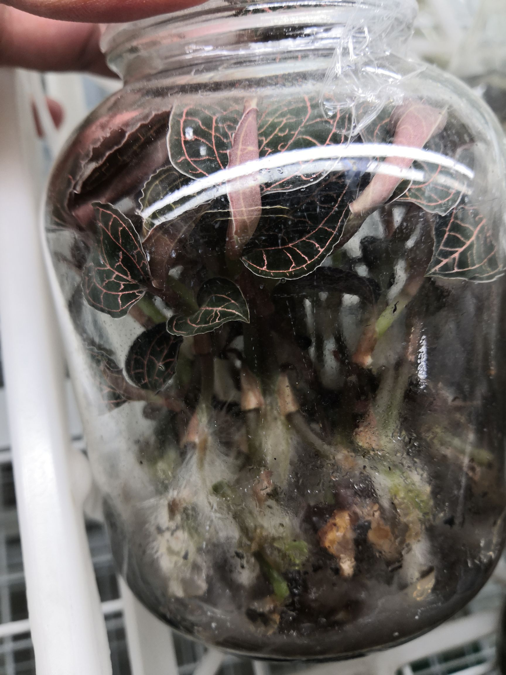 金线莲种苗