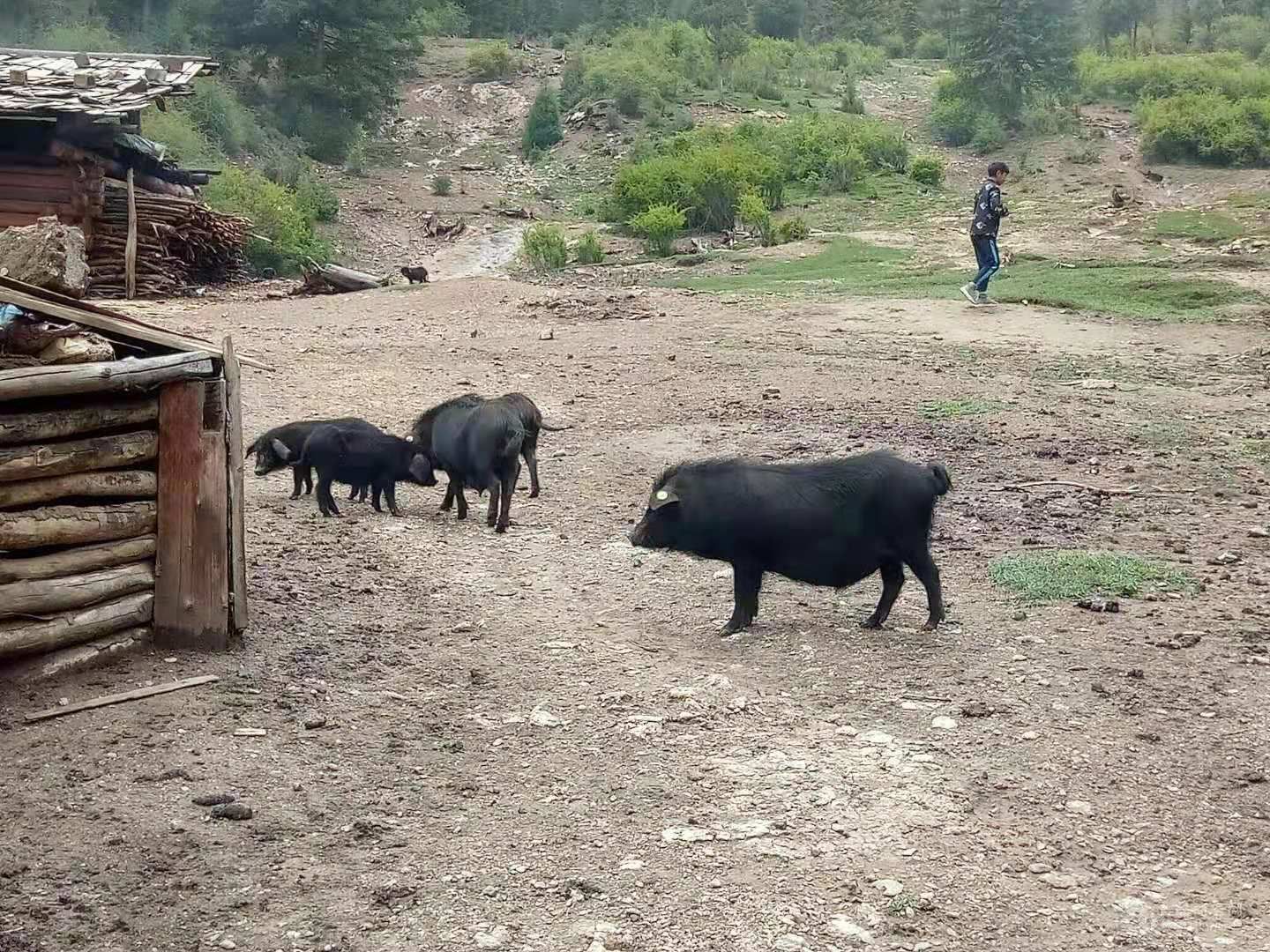 生猪 甘孜藏族自治州纯种藏香猪,纯放养