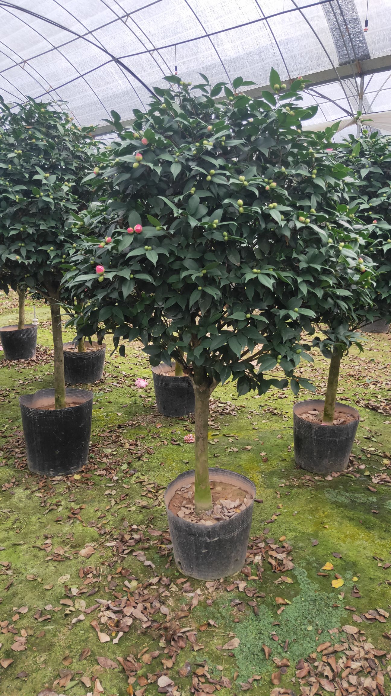 茶花树 香妃茶花,花为粉红色,开花带有香味,株型精美,棒棒糖型