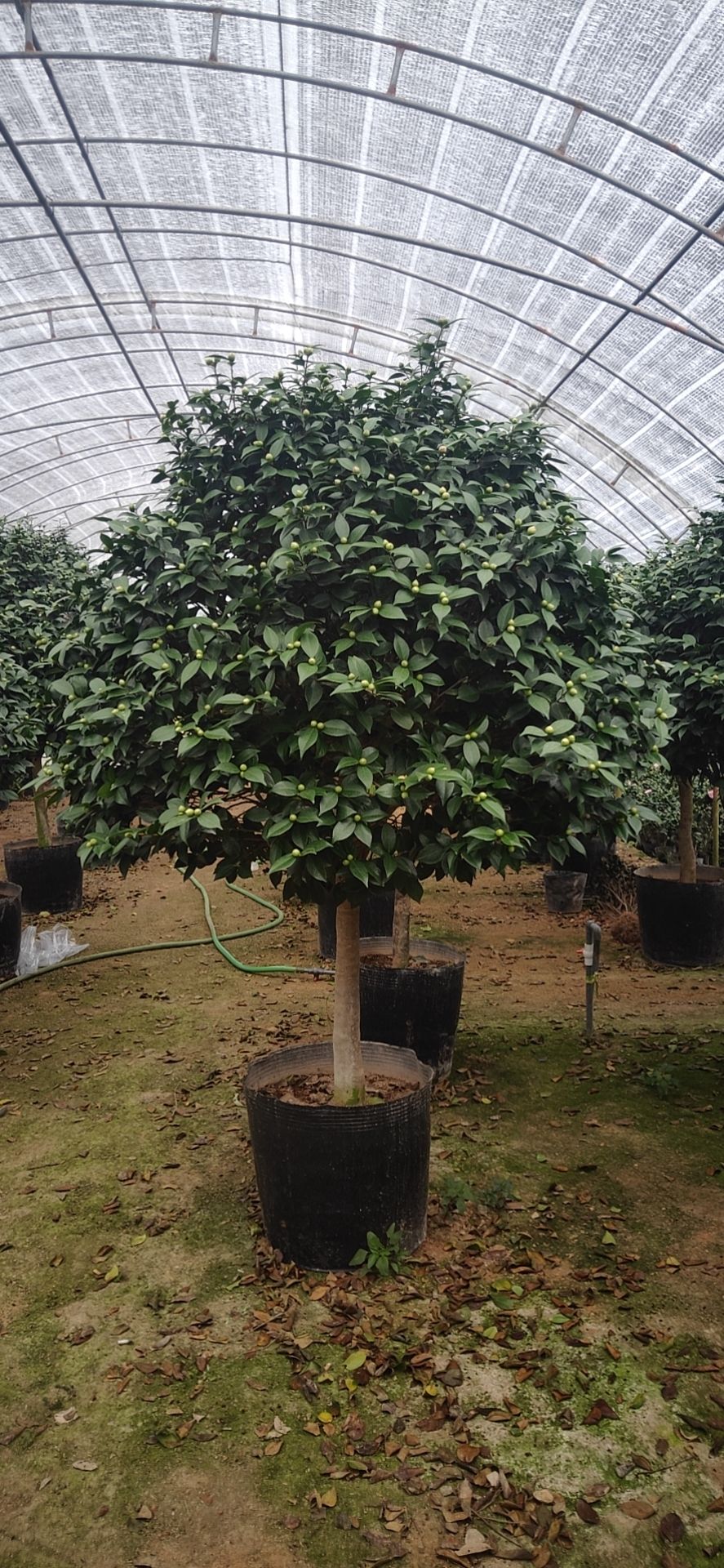 茶花树 香妃茶花,花为粉红色,开花带有香味,株型精美,棒棒糖型