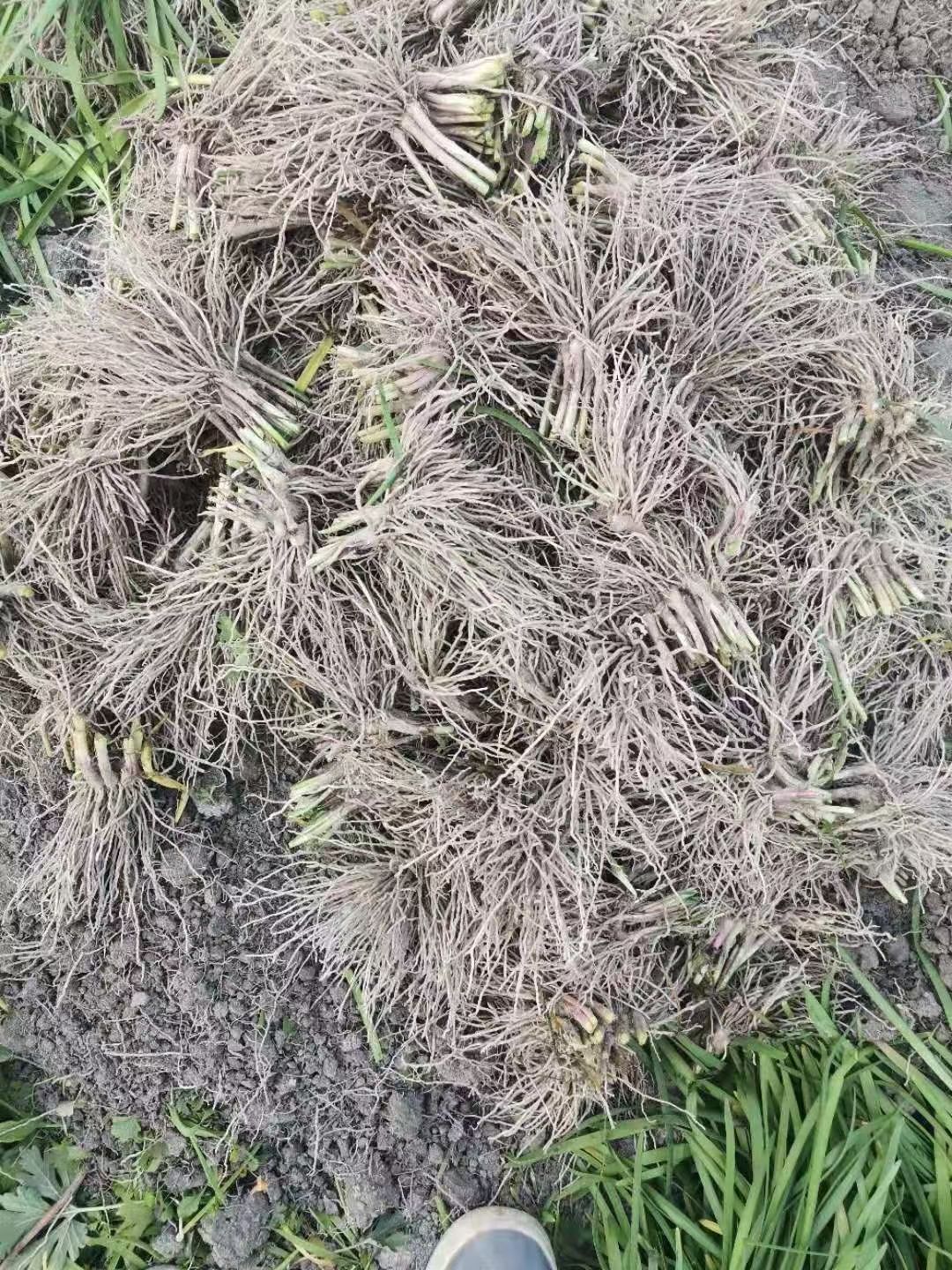 韭菜根