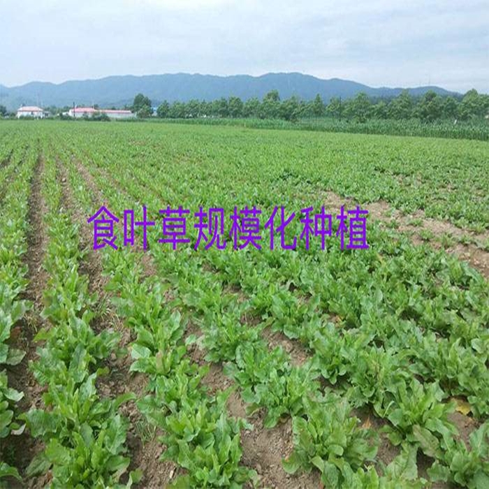 食叶草种子蛋白草高产优质草籽牧草种籽四季猪牛羊鸡鸭鹅鱼食用草