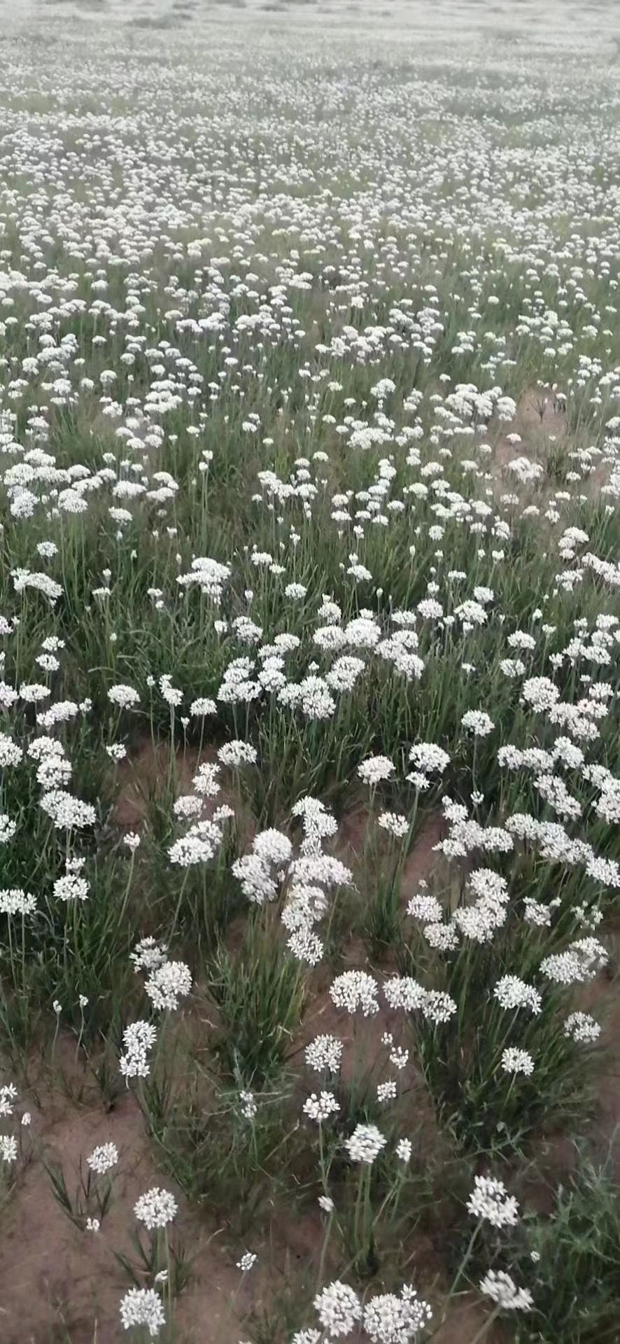 来着内蒙古锡林浩特市草原特产韭菜花纯天然无污染纯生