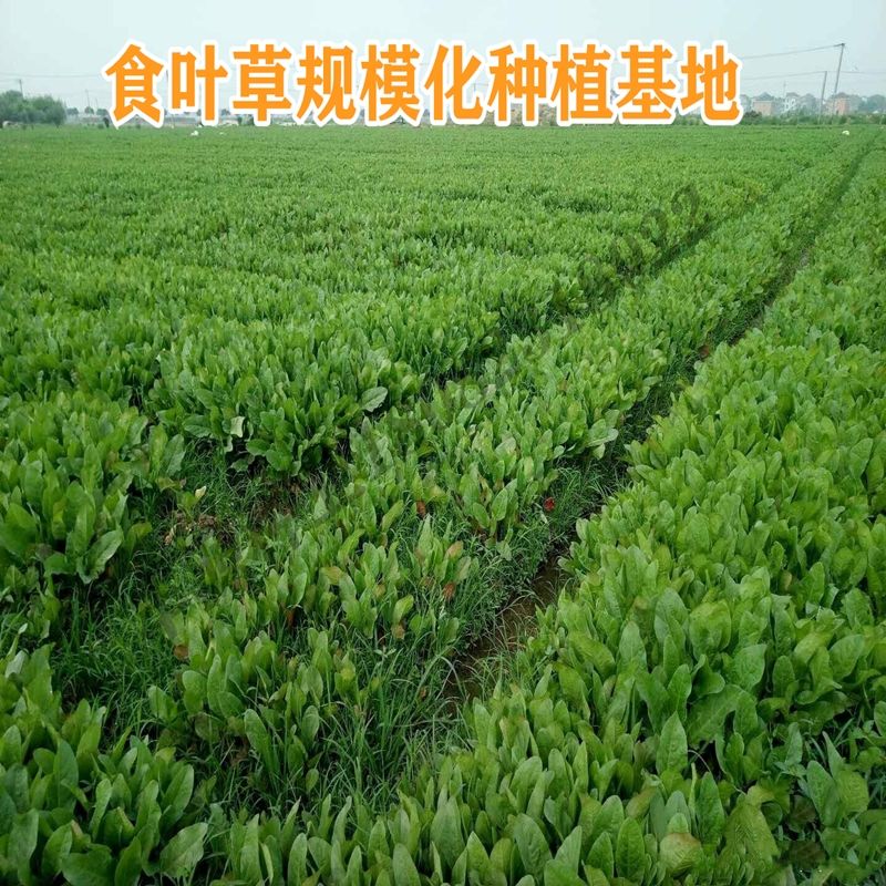 食叶草种子