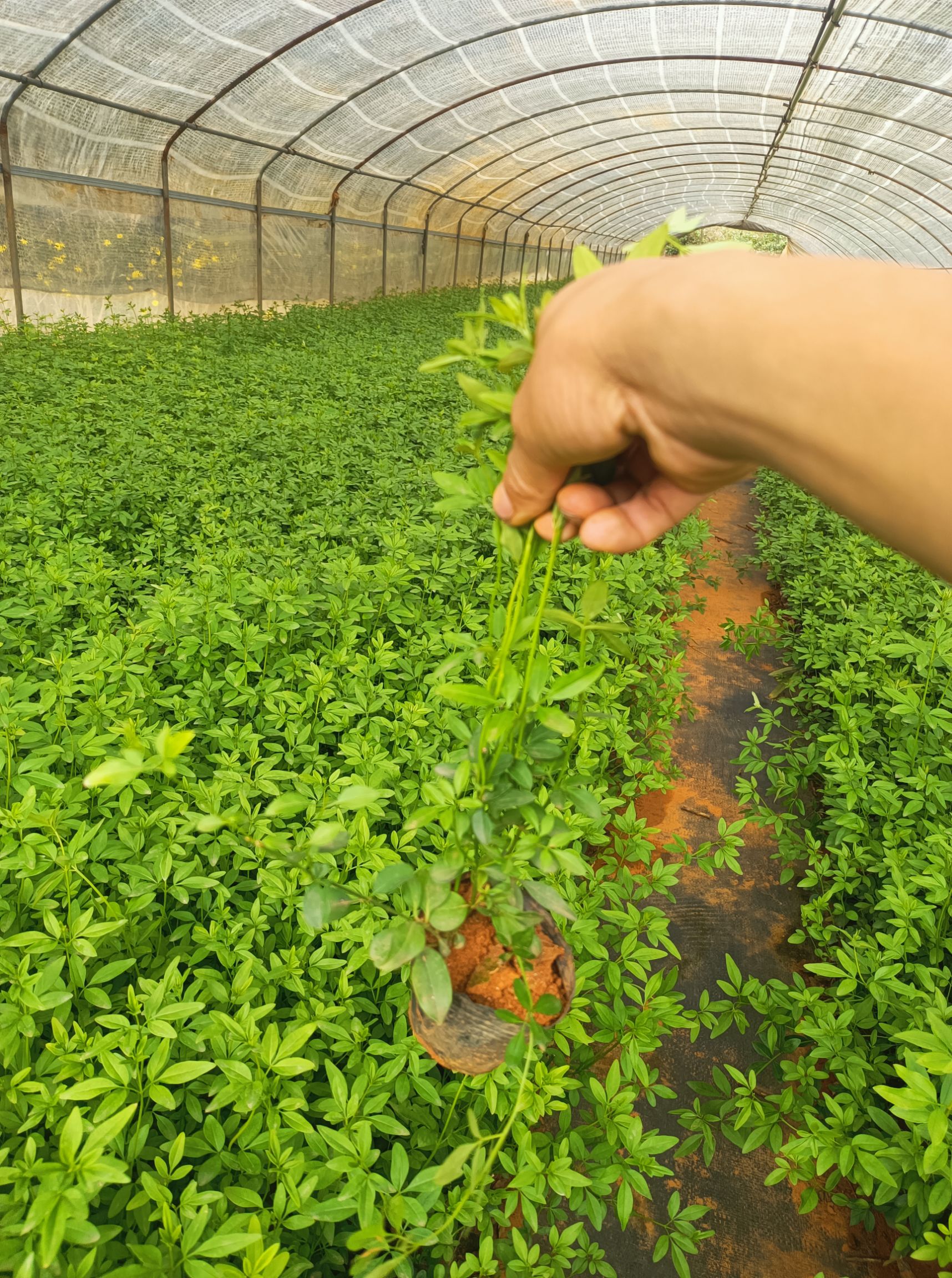 红素馨 云南黄素馨 迎春花