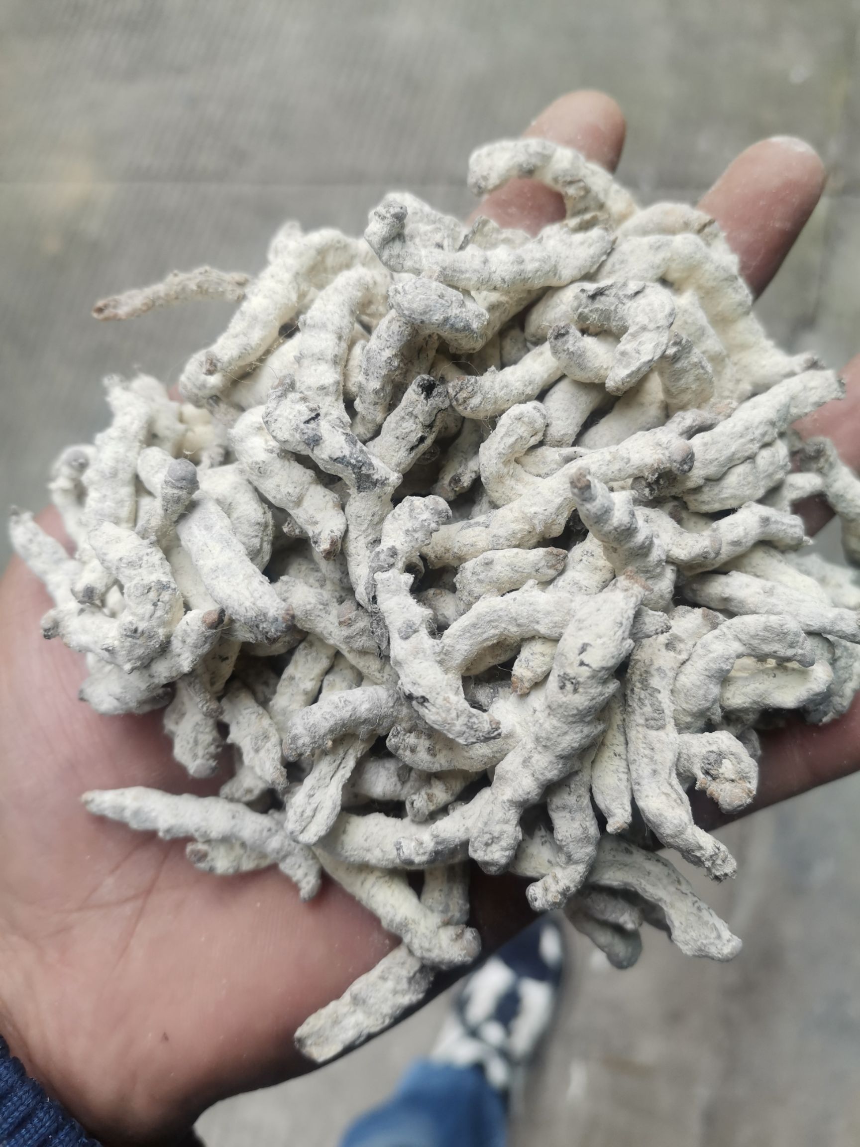 僵蚕产地直销