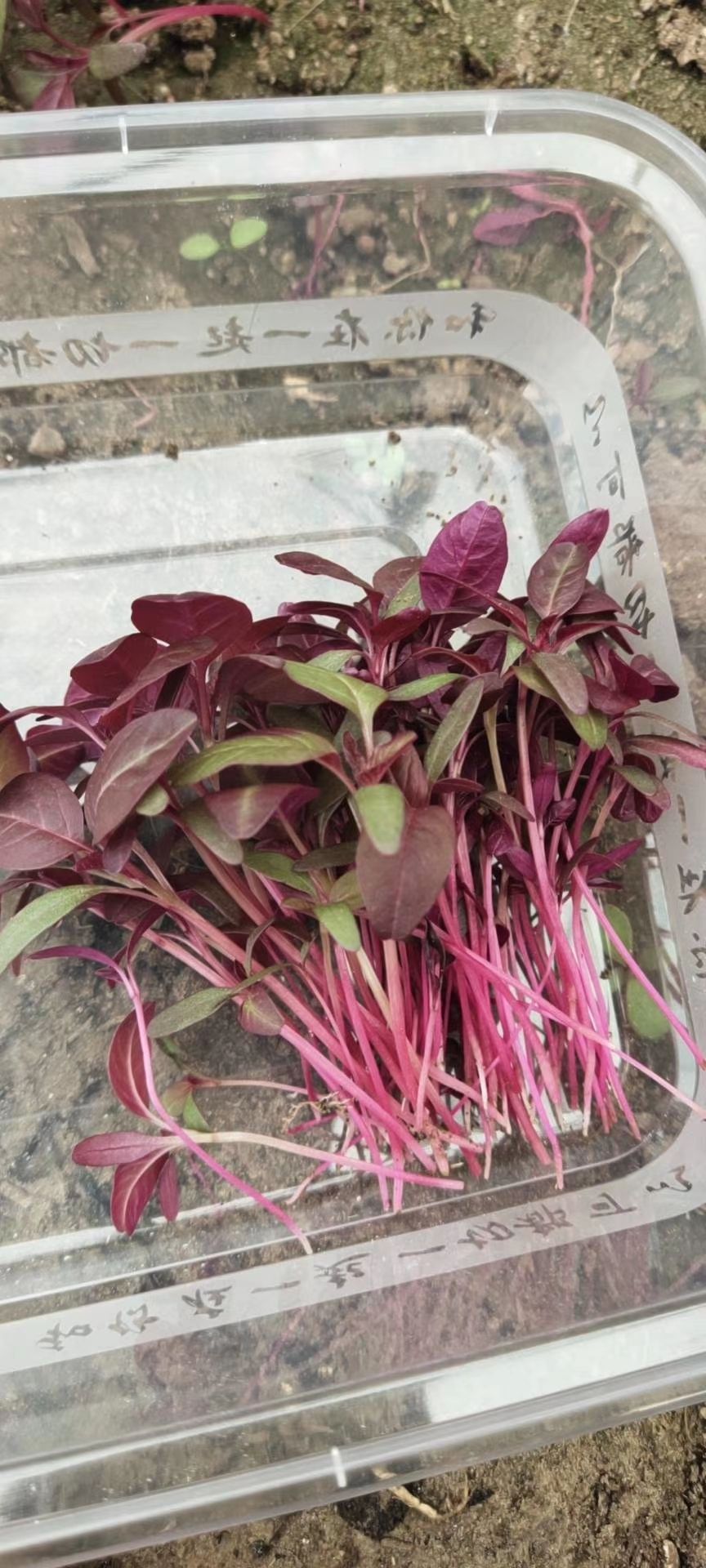 甜菜苗,火红苗