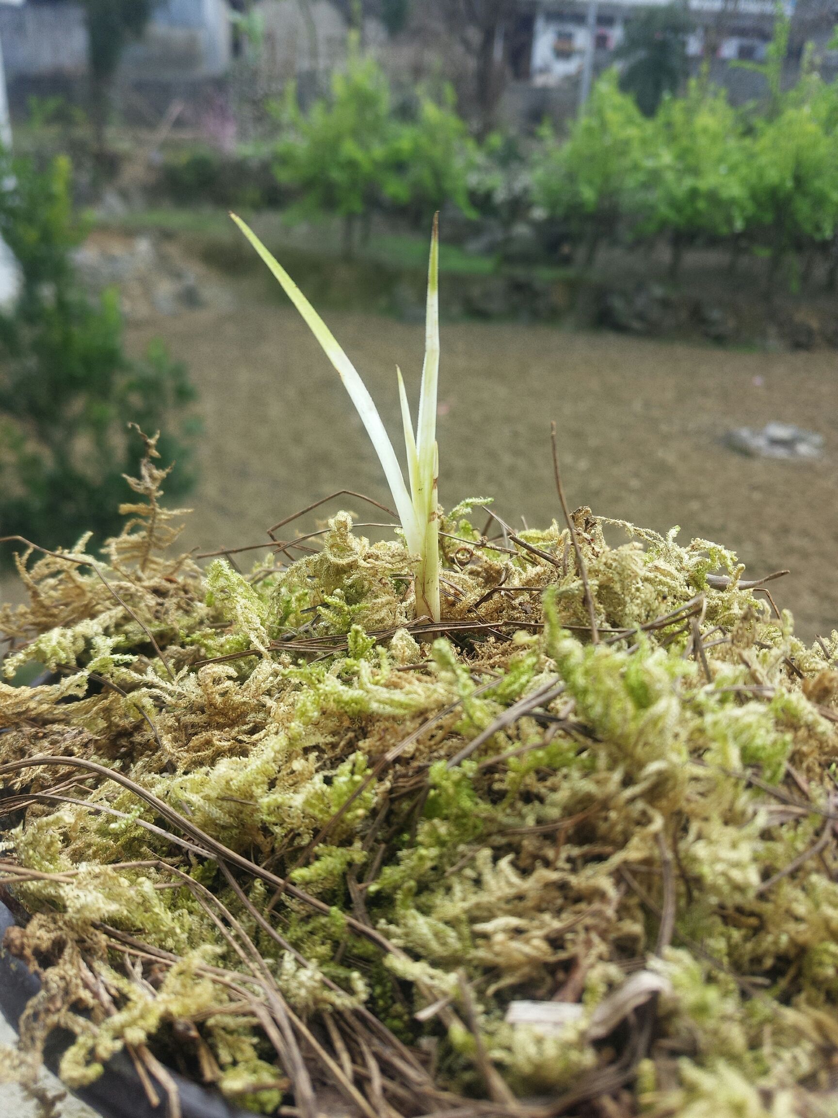 蕙兰 下山艺草