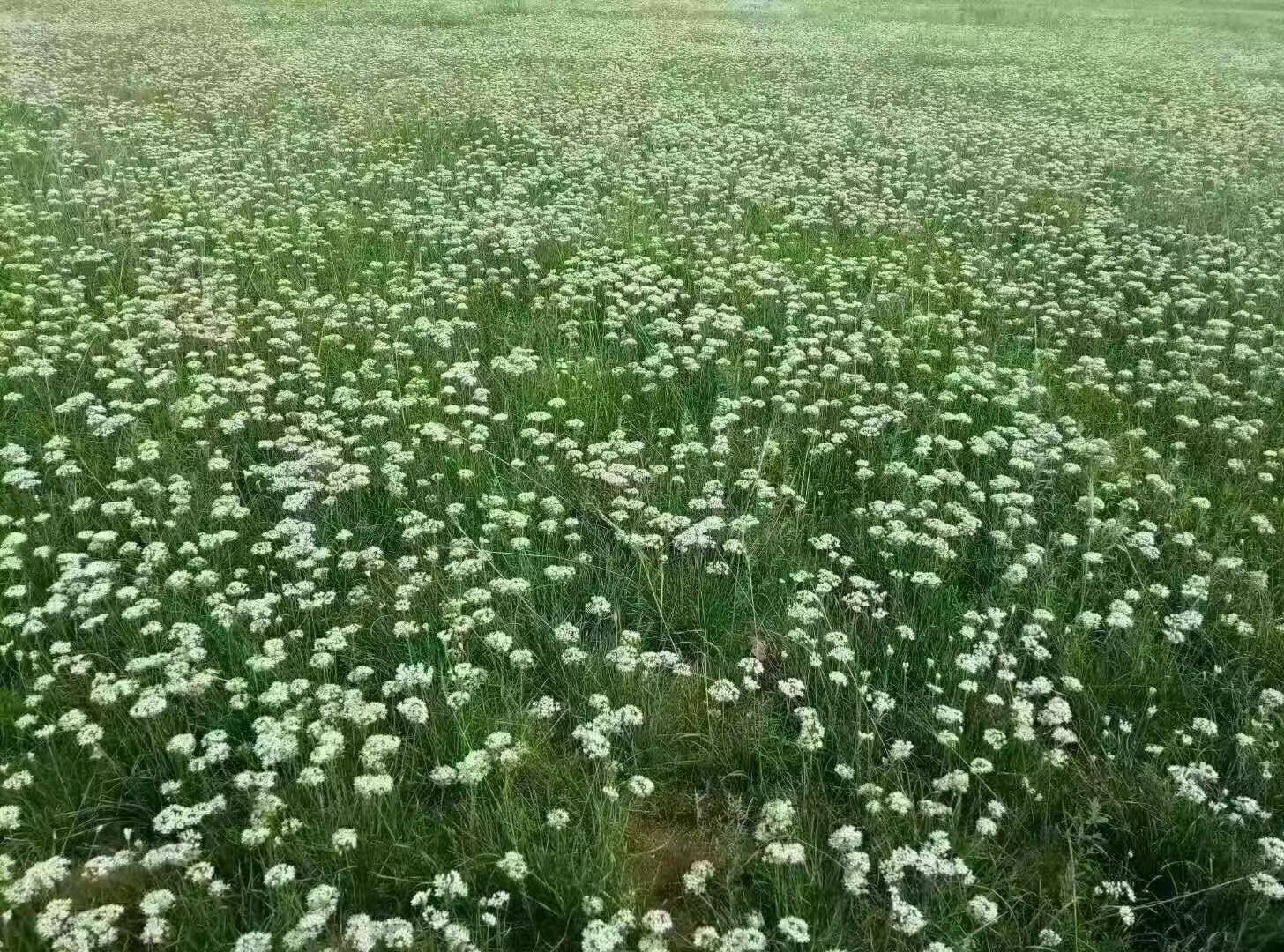 来着内蒙古锡林浩特市草原特产韭菜花纯天然无污染纯生