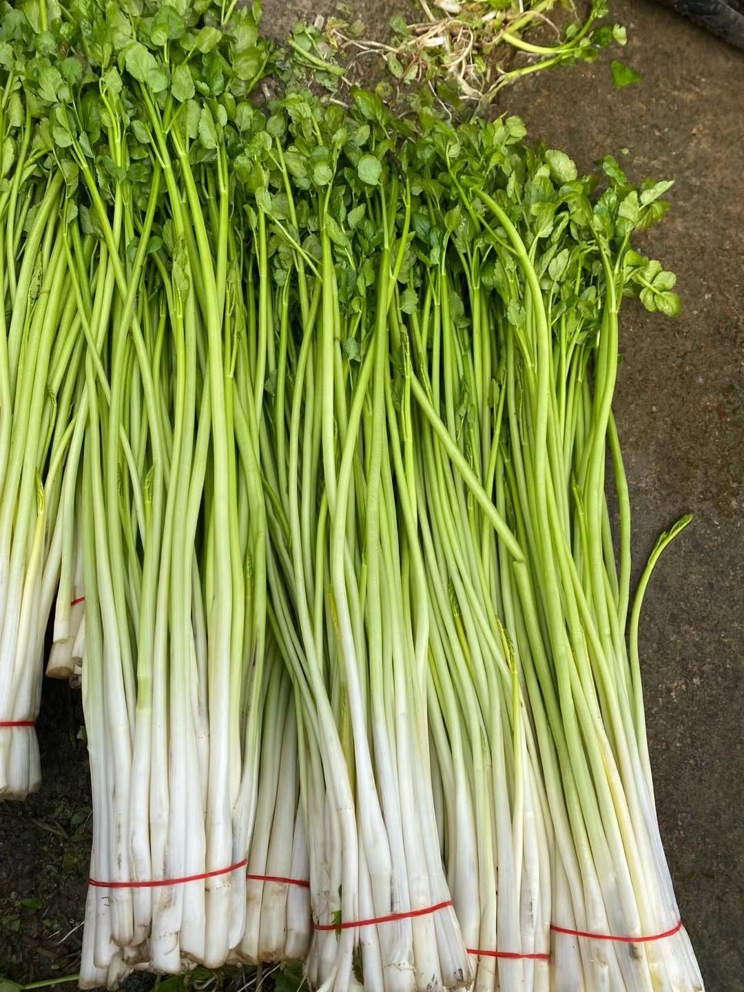 水芹 无锡本地旱芹菜,当天采摘,新鲜,量大从优