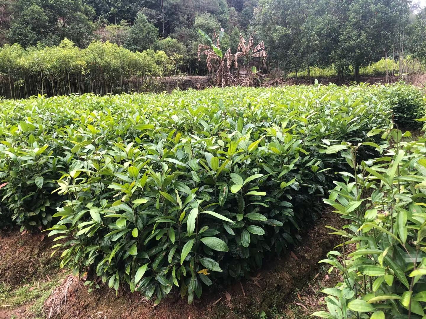 肉桂苗桂皮树苗肉桂树苗盆栽入药玉桂苗药用食品香料