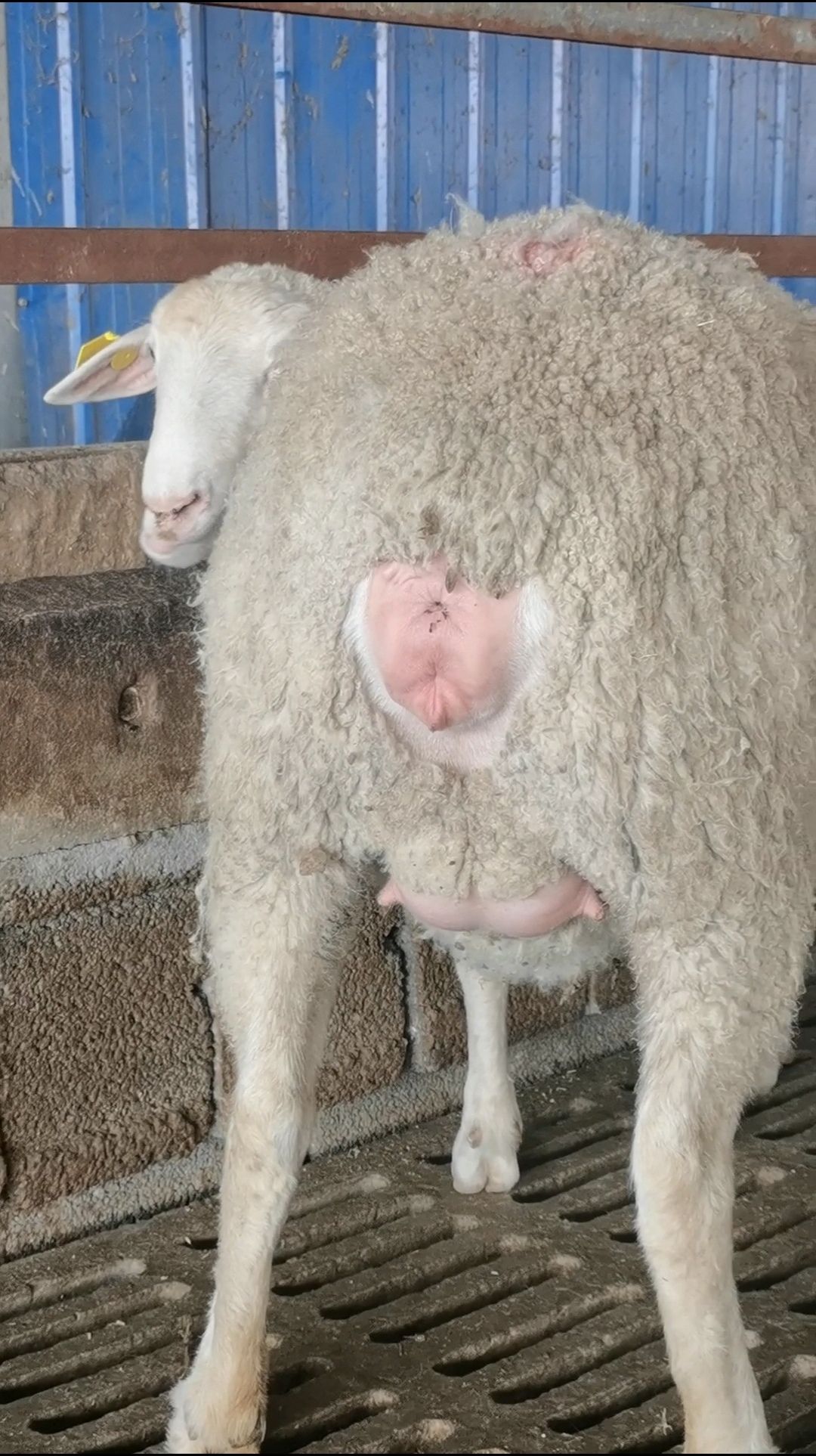 绵羊 二胎怀孕母羊,澳洲白棒奶大母羊
