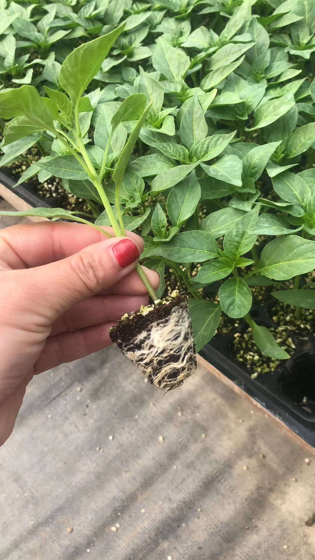 牛角椒苗辣椒苗