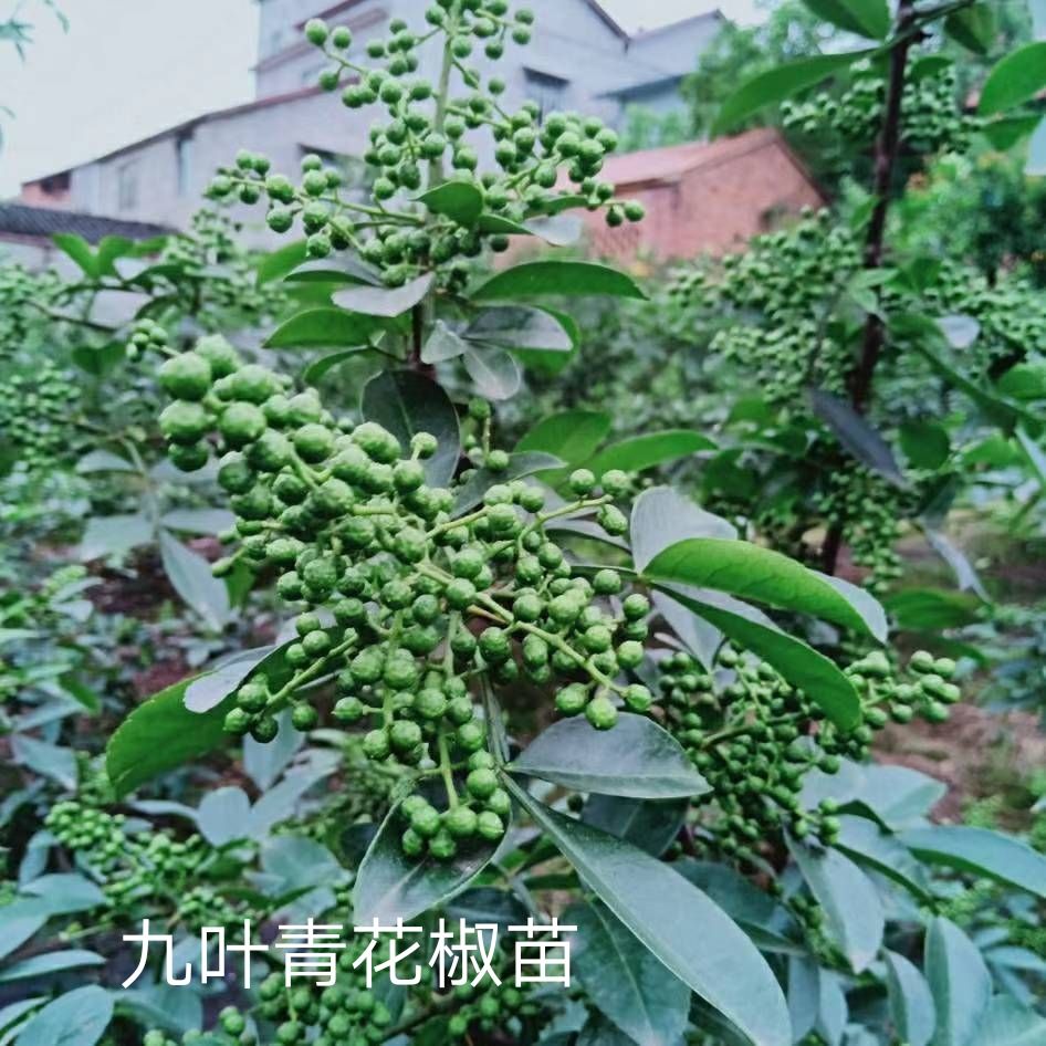 重庆九叶青花椒苗 花椒树苗 花椒苗 青花椒苗基地直销现挖现发