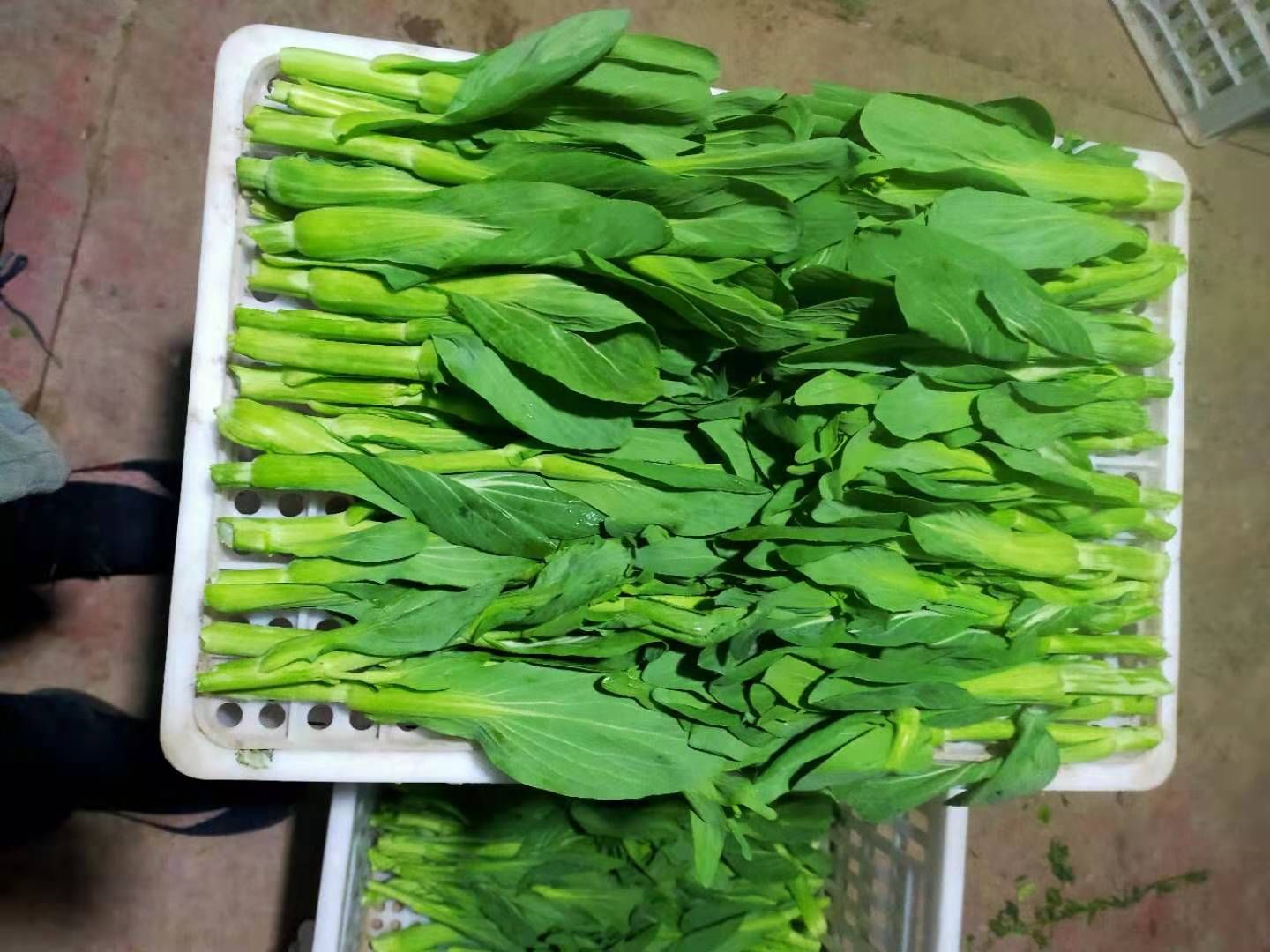 [油菜苔批发]油菜苔 安徽太和精品油菜菜苔大量上市中