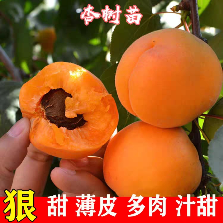 [梅杏树苗批发]梅杏树苗 帝王杏 荷兰香蜜杏 凯特  现
