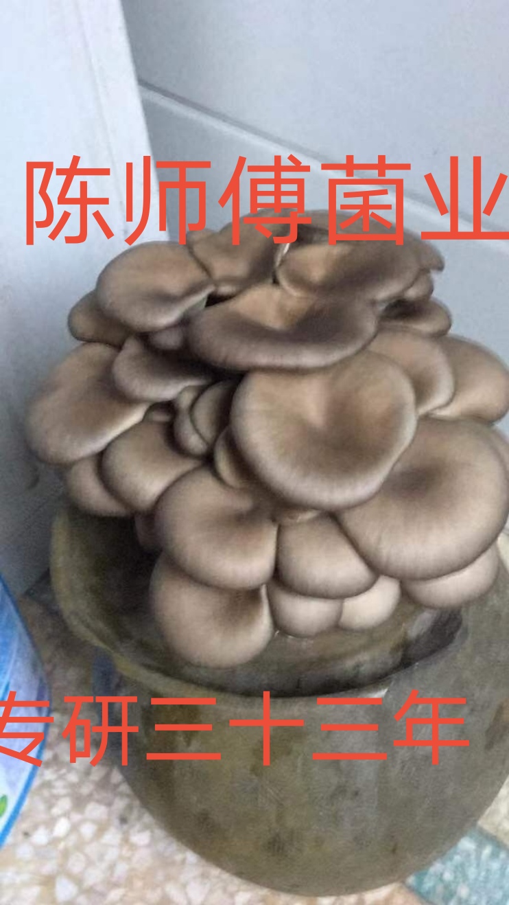 [平菇菌种批发] 1公斤平菇菌种凤尾菇栽培种椴木种木头菌包出菇包盆景