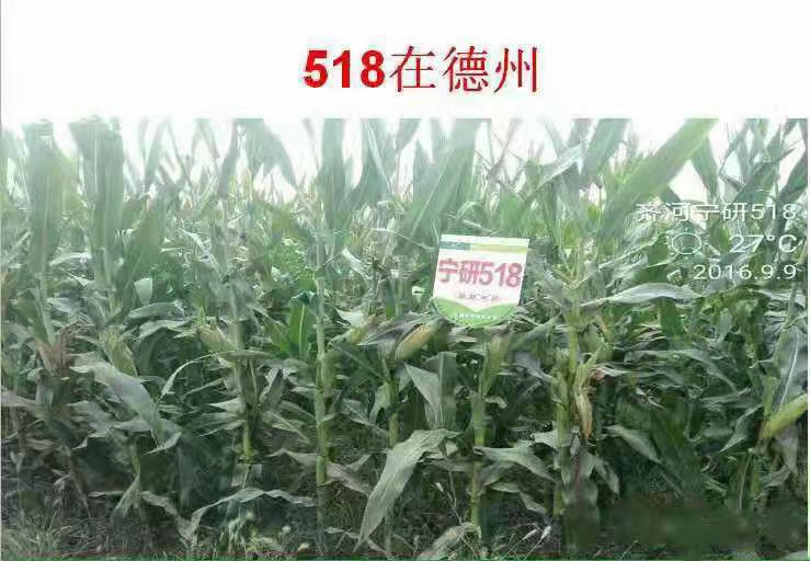 宁研518玉米种子抗病抗倒