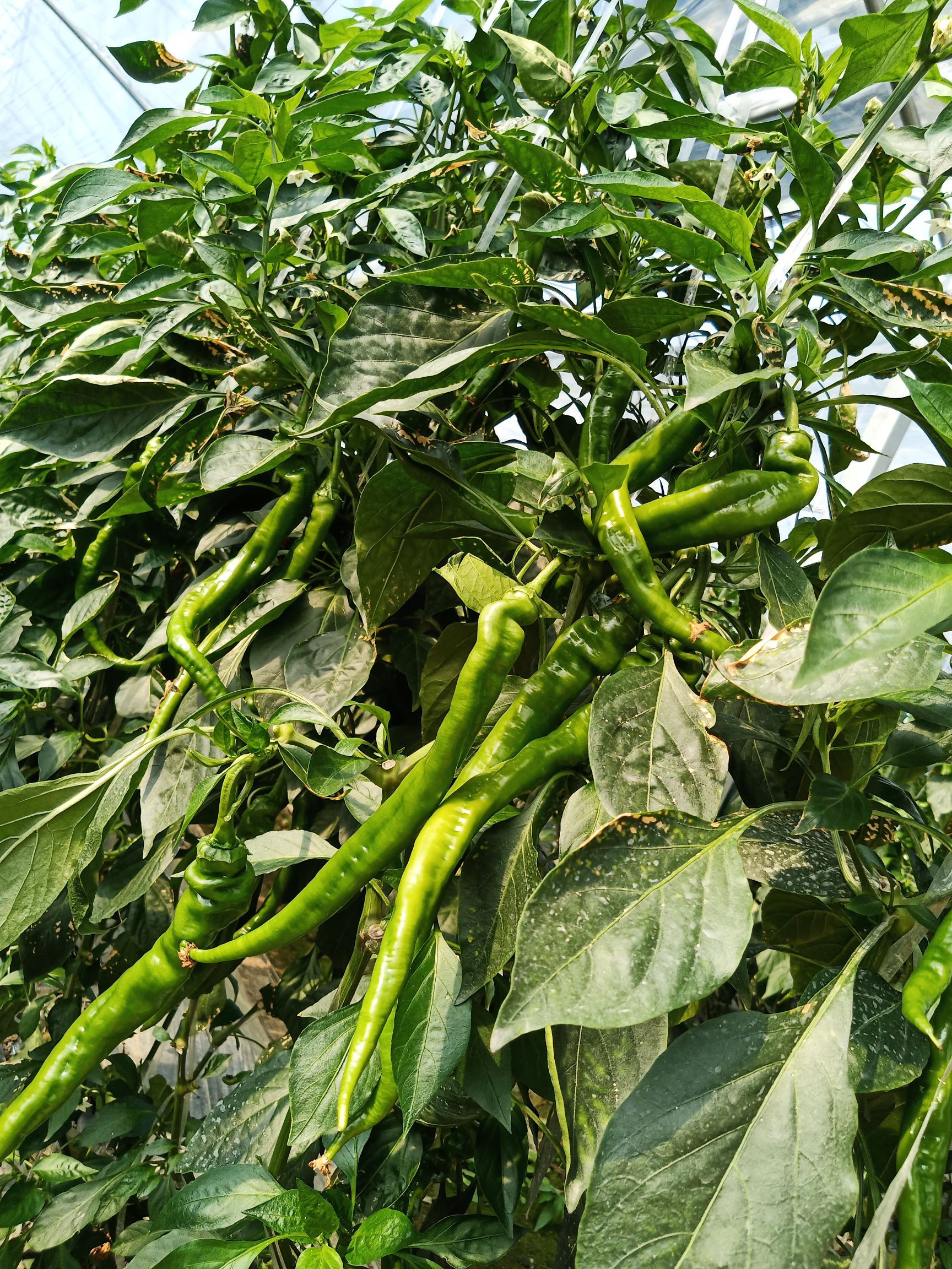螺丝椒 江西省信丰县小江蔬菜基地.江西信丰县小江镇蔬菜基
