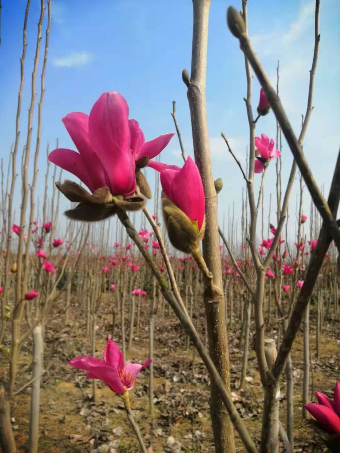 娇红一号红花玉兰 各种型号娇红1号